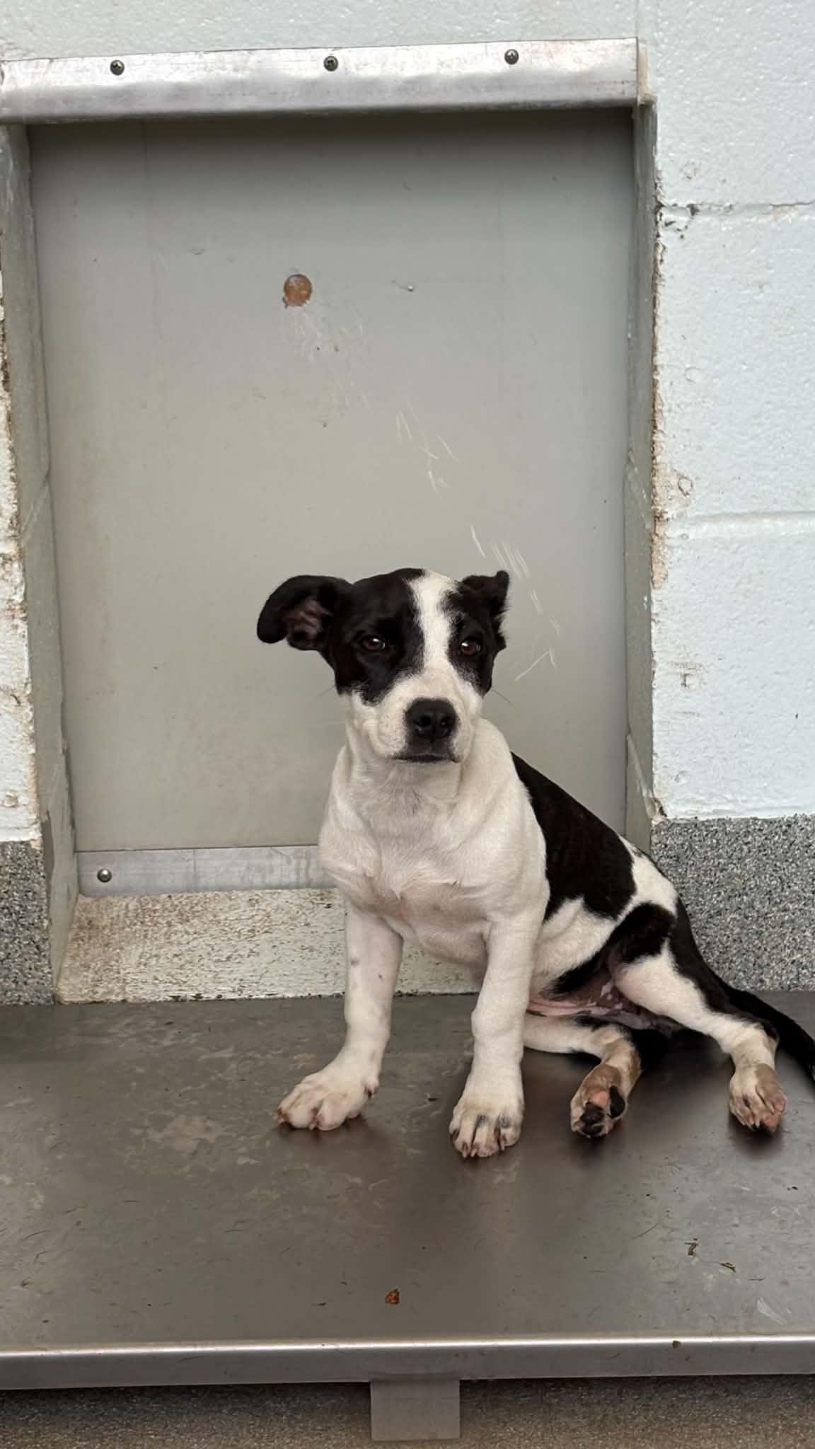 Enlarge Craigtha, a Adoptable mixed breed in Ayden, NC image 2/4