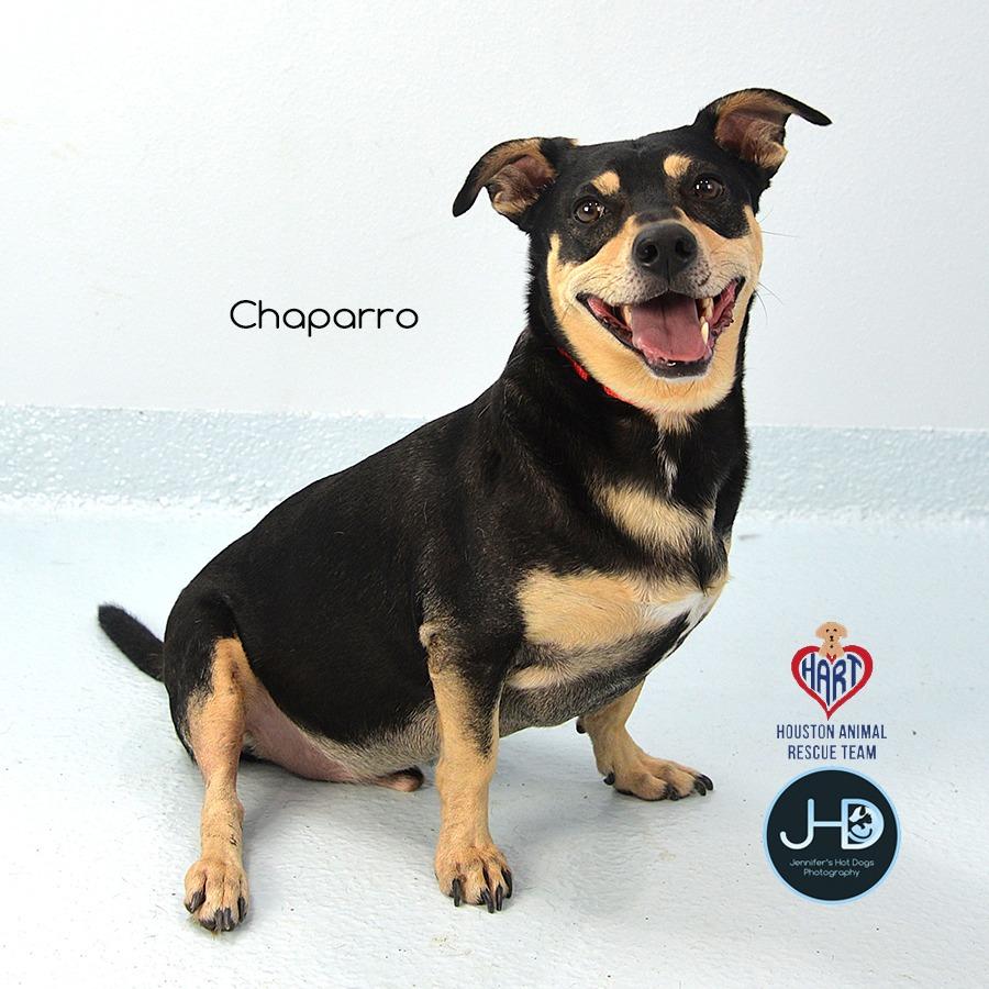 Chaparro, Adoptable, Adult Male Beagle & Manchester Terrier.
