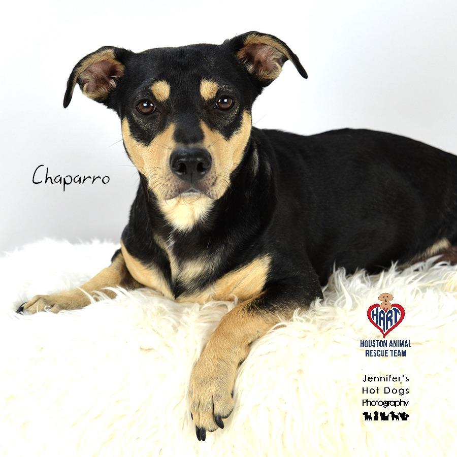 Enlarge Chaparro, a Adoptable mixed breed in Tomball, TX image 1/3