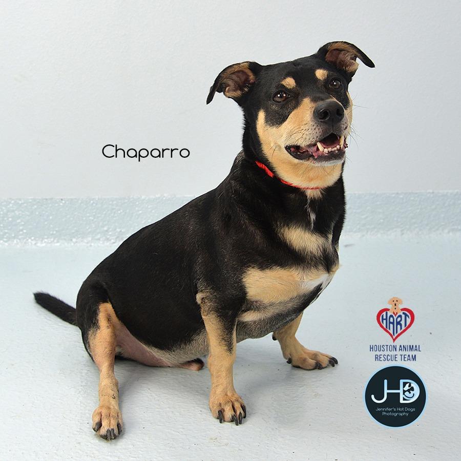 Enlarge Chaparro, a Adoptable mixed breed in Hockley, TX image 3/3
