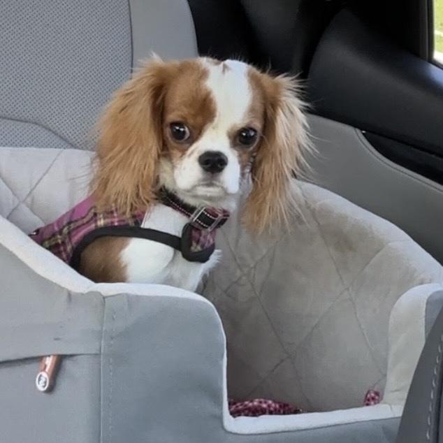 Enlarge Cami, a Adoptable Cavalier King Charles Spaniel in Orlando, FL image 1/6