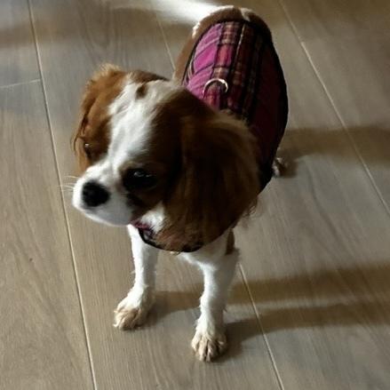 Enlarge Cami, a Adoptable Cavalier King Charles Spaniel in Orlando, FL image 2/6