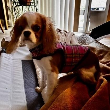 Enlarge Cami, a Adoptable Cavalier King Charles Spaniel in Orlando, FL image 3/6