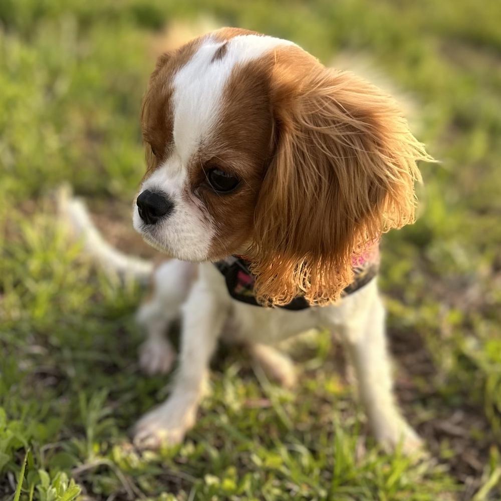 Enlarge Cami, a Adoptable Cavalier King Charles Spaniel in Orlando, FL image 4/6