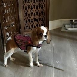 Enlarge Cami, a Adoptable Cavalier King Charles Spaniel in Orlando, FL image 5/6