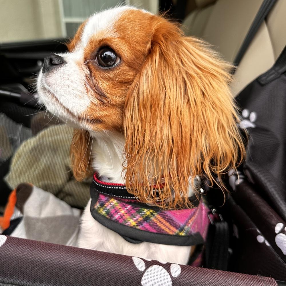 Enlarge Cami, a Adoptable Cavalier King Charles Spaniel in Orlando, FL image 6/6