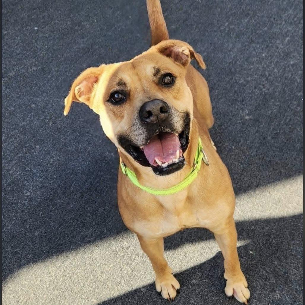 Enlarge Serge, a Adoptable mixed breed in Cleveland, TN image 1/2