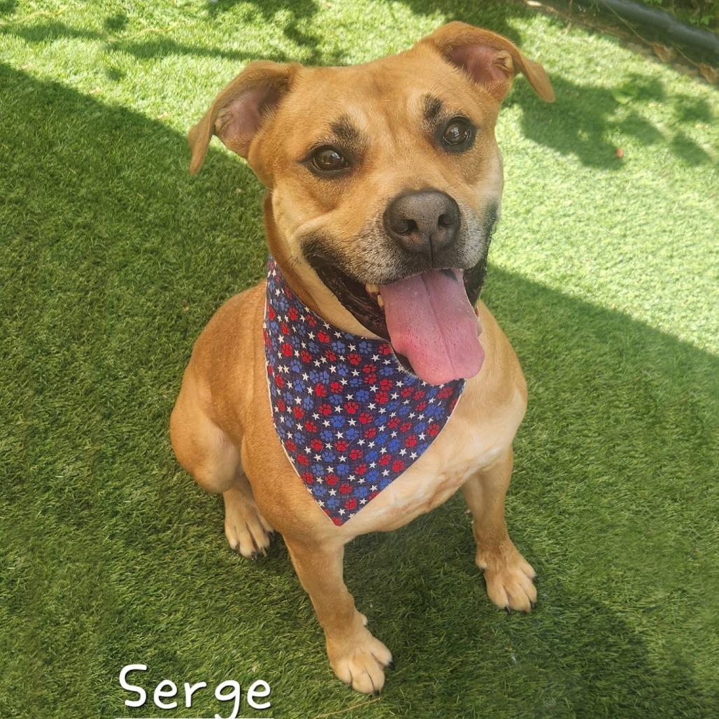 Enlarge Serge, a Adoptable mixed breed in Cleveland, TN image 2/2
