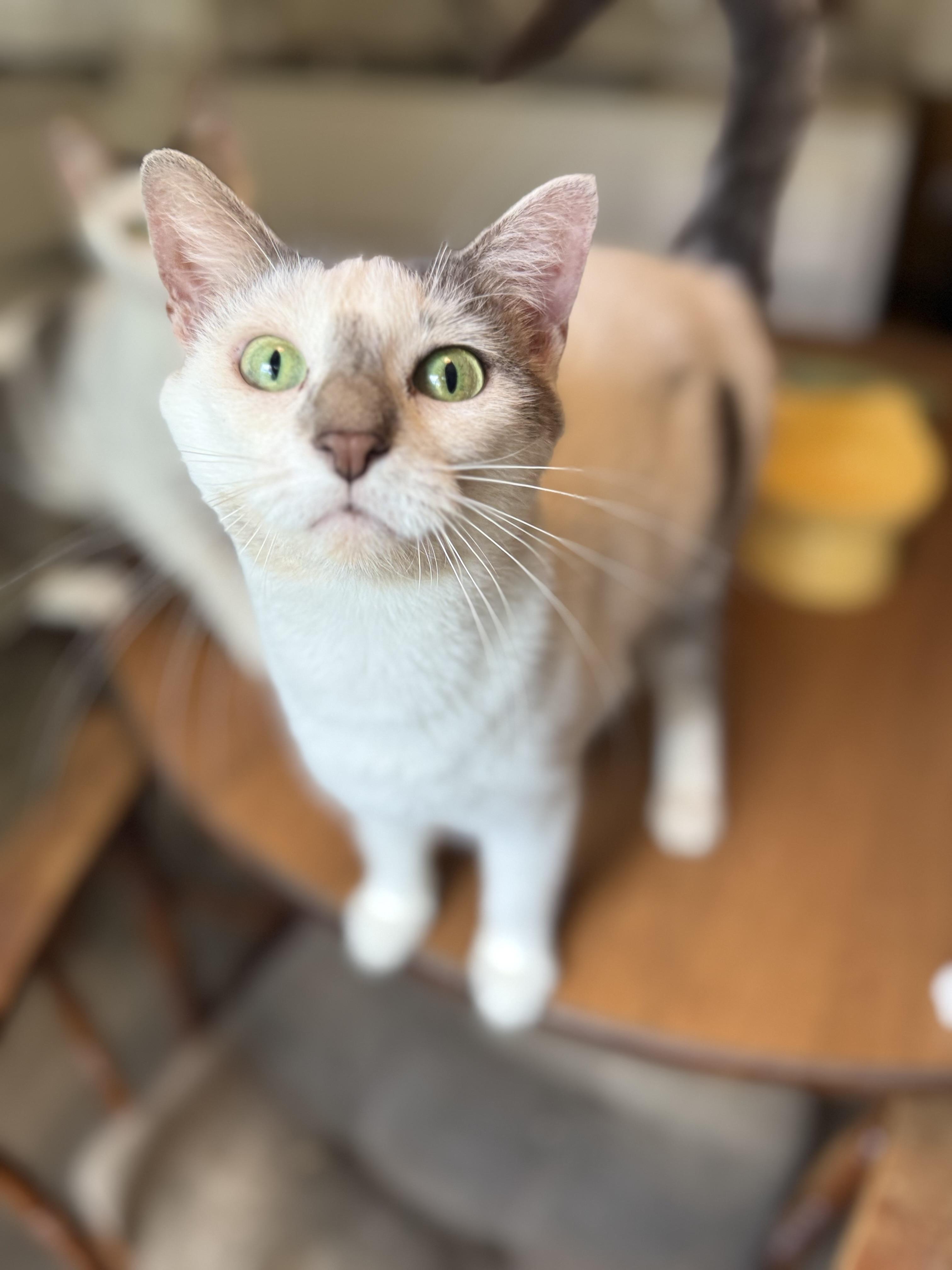 Nova, a ADOPTABLE Domestic Short Hair in Royalton, IL image 1/3
