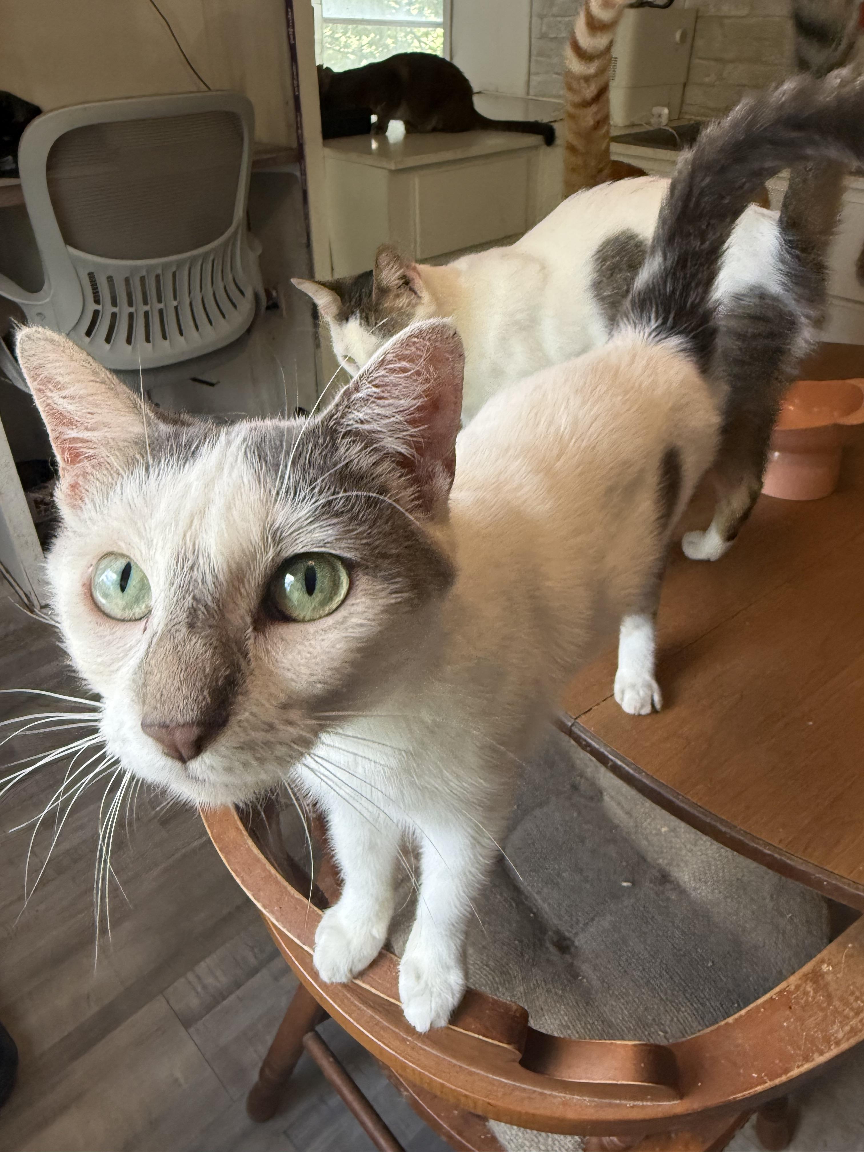 Nova, a ADOPTABLE Domestic Short Hair in Royalton, IL image 2/3