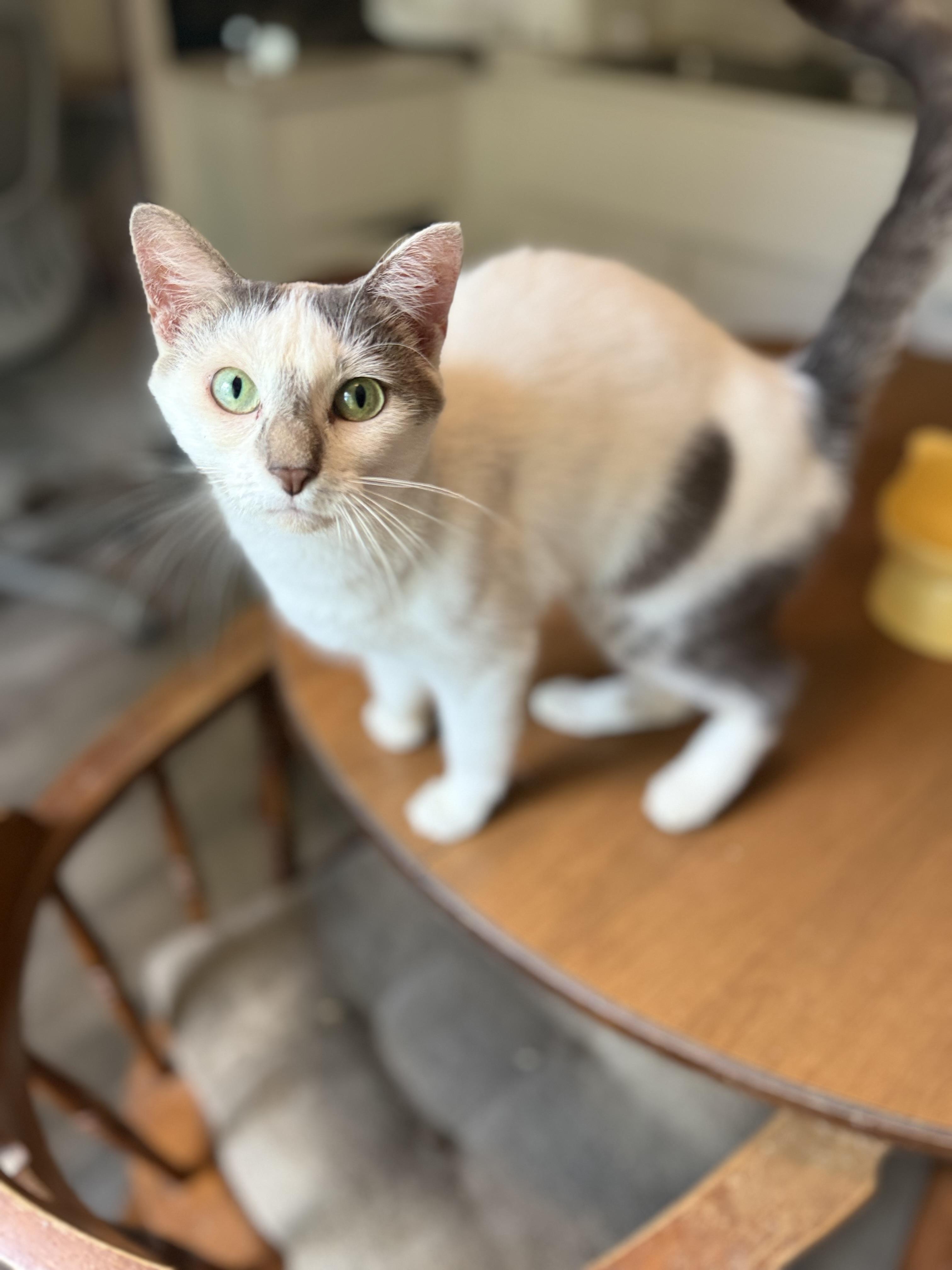 Nova, a ADOPTABLE Domestic Short Hair in Royalton, IL image 3/3