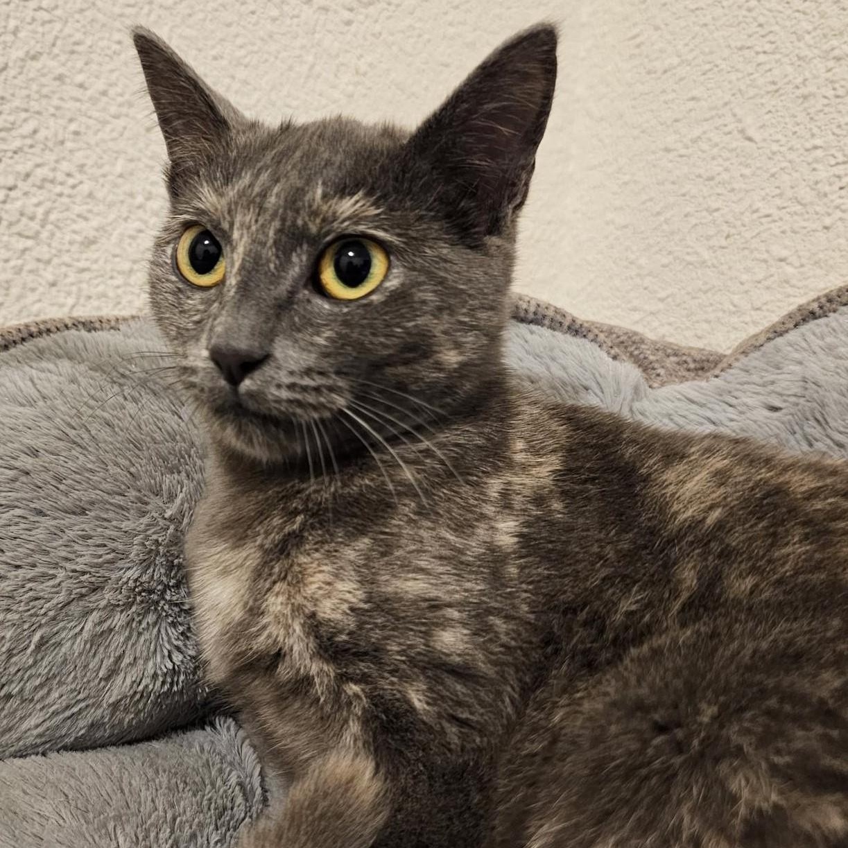 Enlarge Luna - Special Needs, a ADOPTABLE Tortoiseshell in Hoquiam, WA image 3/6
