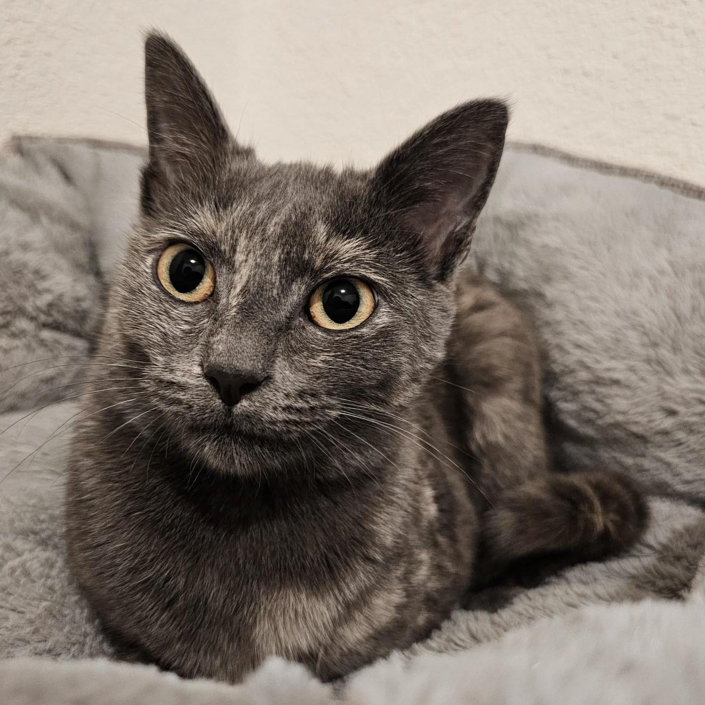 Enlarge Luna - Special Needs, a ADOPTABLE Tortoiseshell in Hoquiam, WA image 1/6