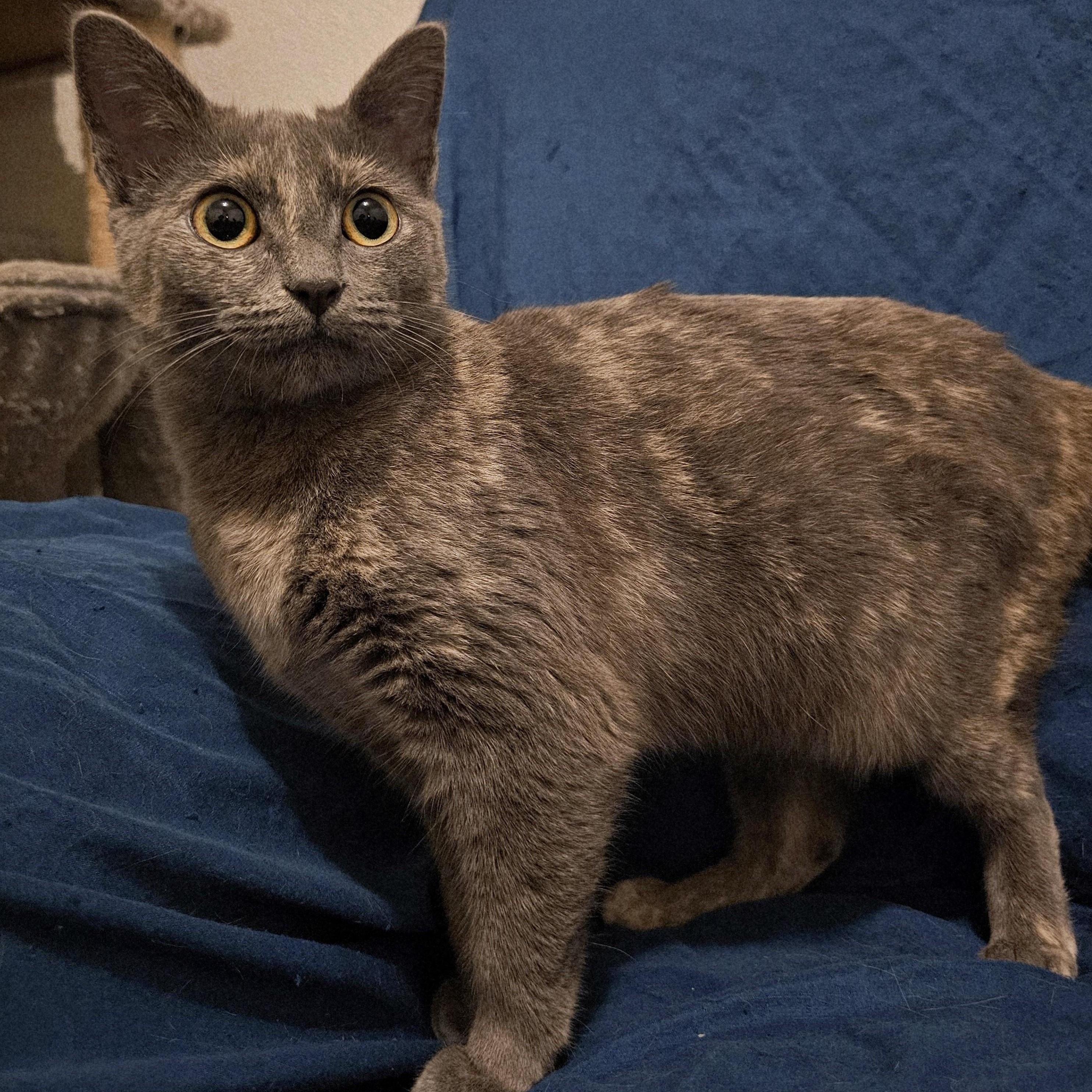 Enlarge Luna - Special Needs, a ADOPTABLE Tortoiseshell in Hoquiam, WA image 1/3