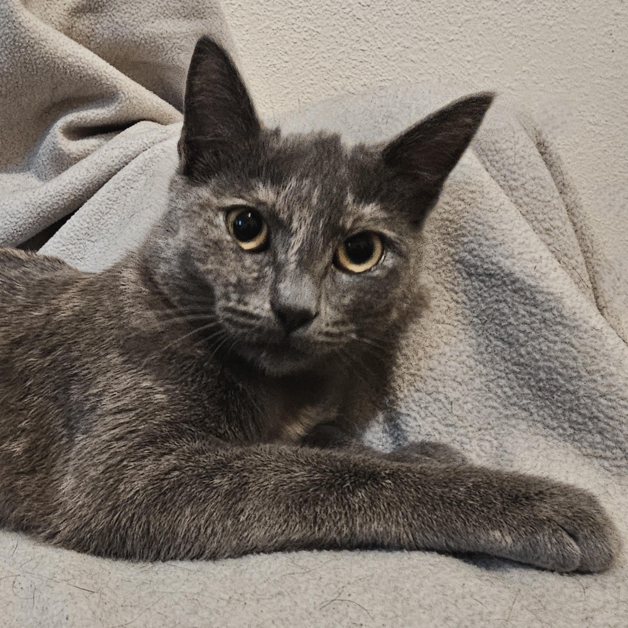 Enlarge Luna - Special Needs, a ADOPTABLE Tortoiseshell in Hoquiam, WA image 4/6