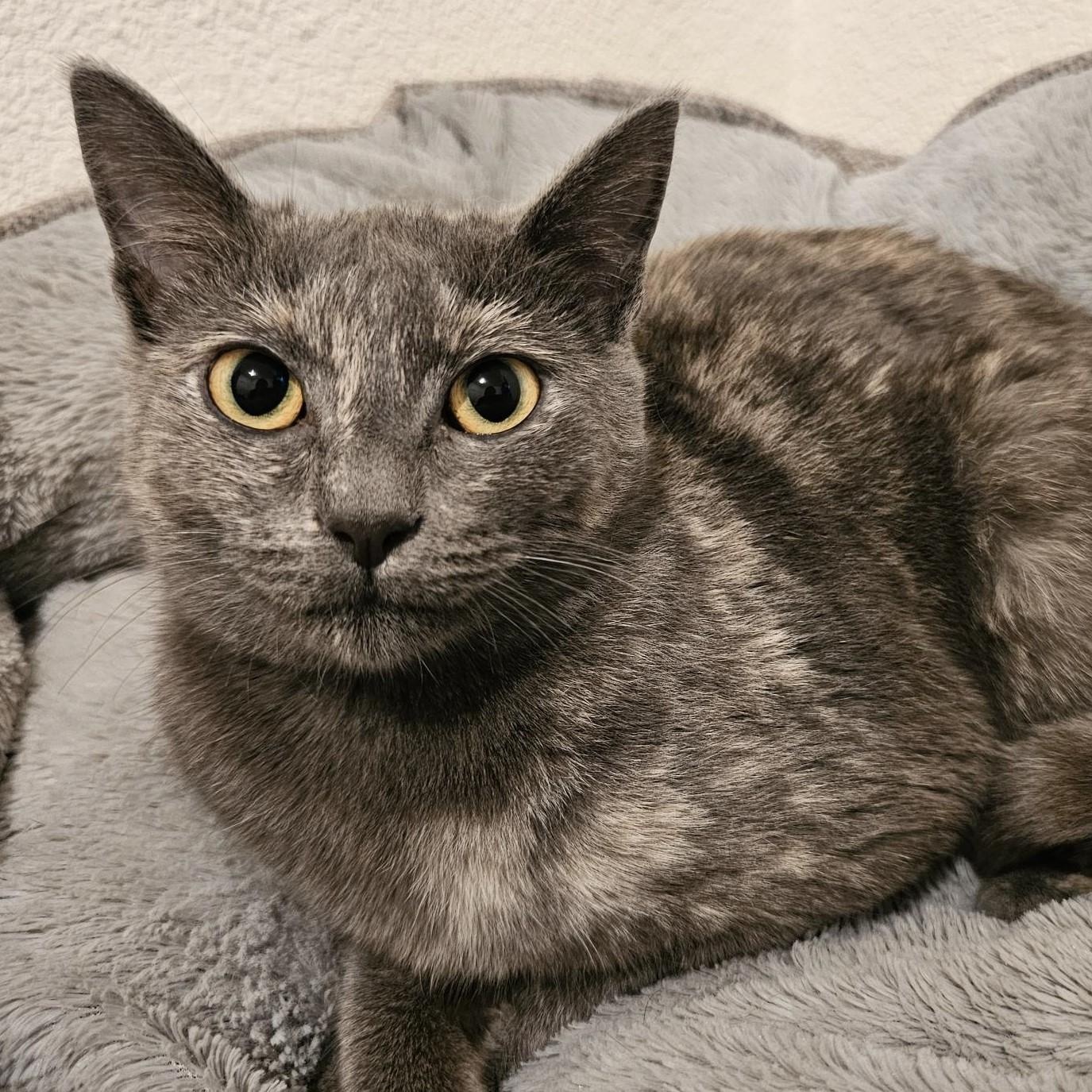 Enlarge Luna - Special Needs, a ADOPTABLE Tortoiseshell in Hoquiam, WA image 5/6