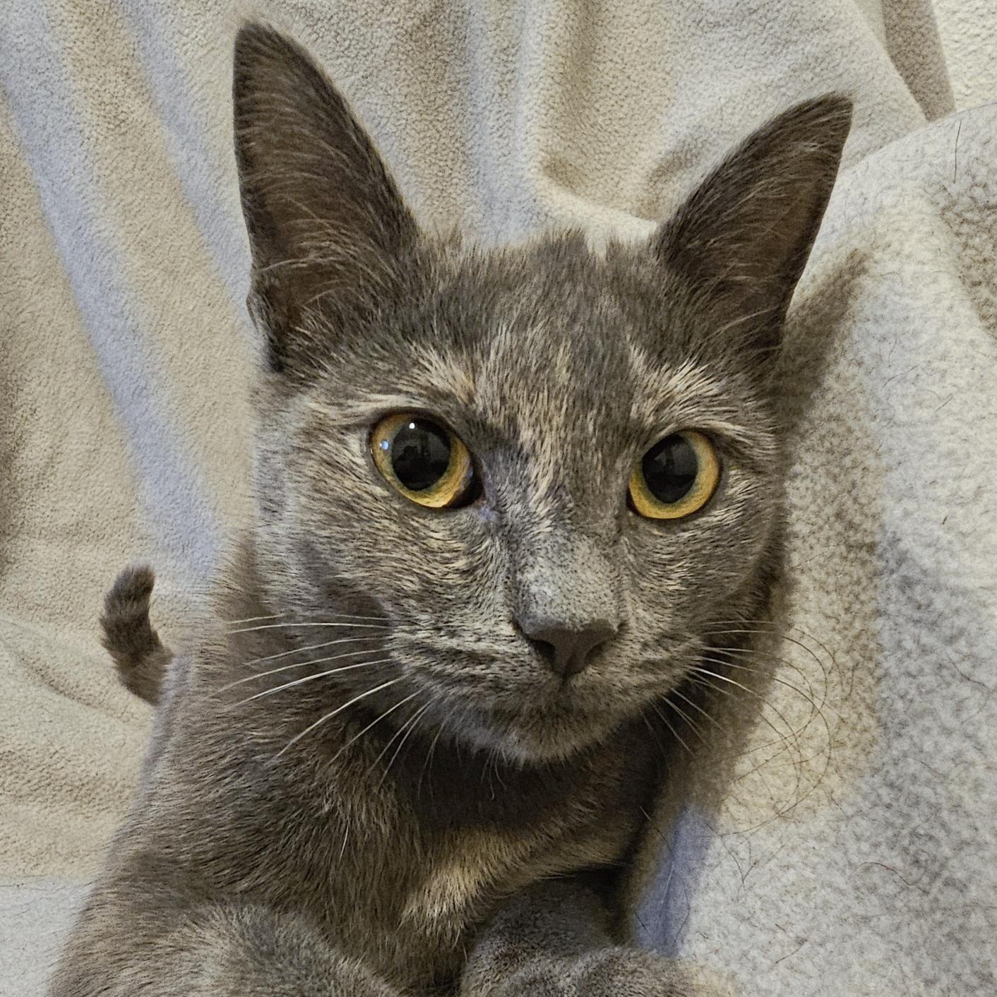 Enlarge Luna - Special Needs, a ADOPTABLE Tortoiseshell in Hoquiam, WA image 6/6