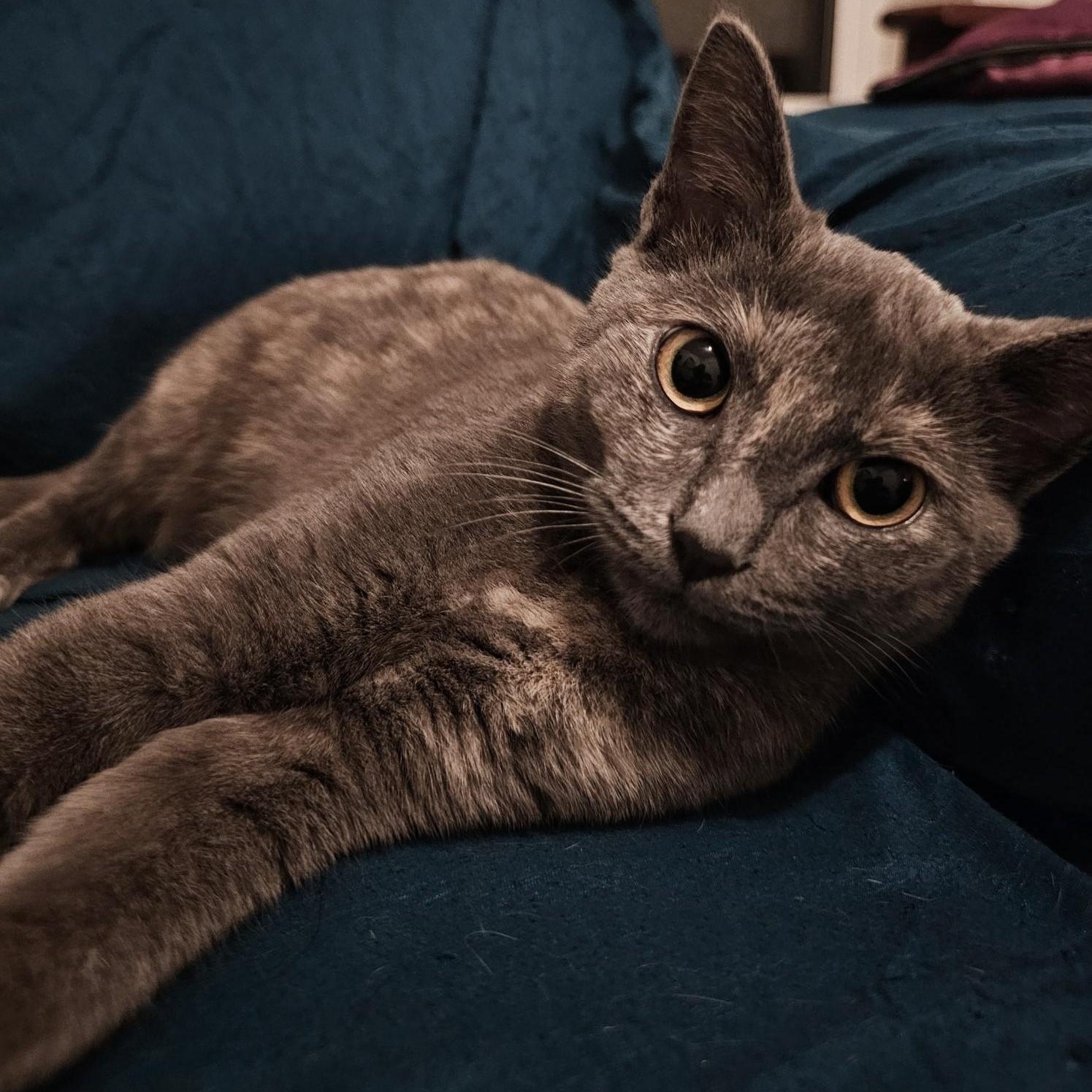 Enlarge Luna - Special Needs, a ADOPTABLE Tortoiseshell in Hoquiam, WA image 2/3