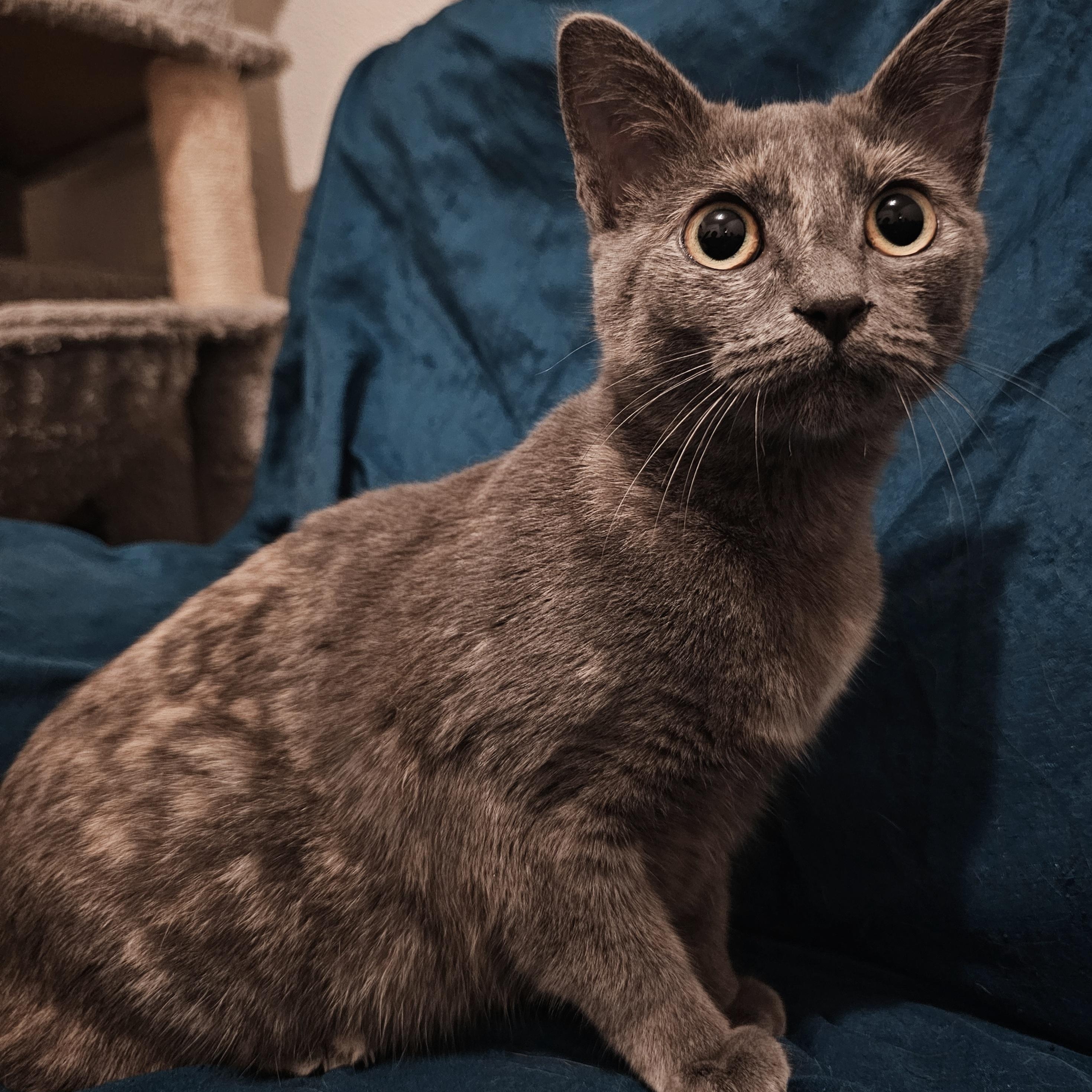 Enlarge Luna - Special Needs, a ADOPTABLE Tortoiseshell in Hoquiam, WA image 3/3