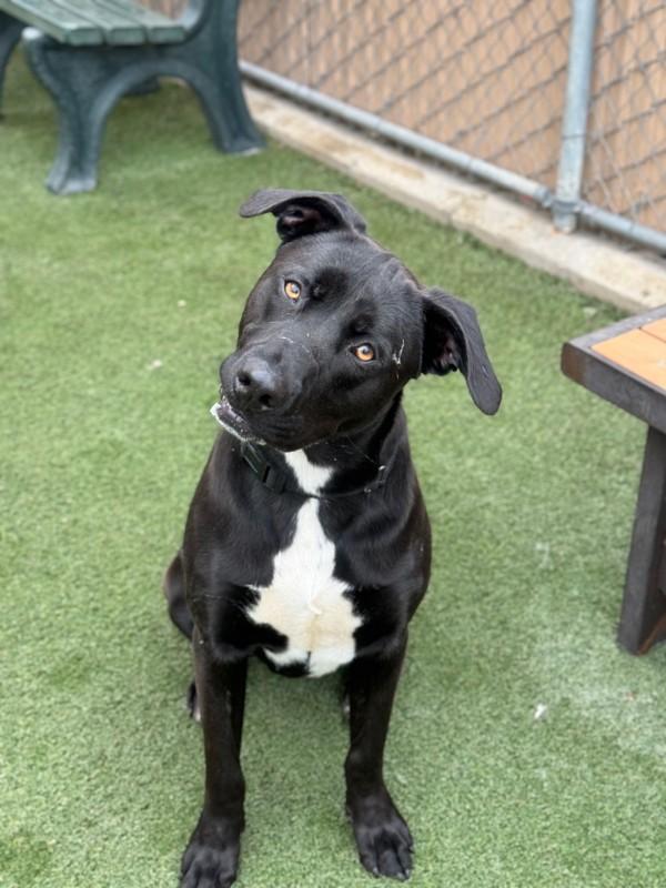 Enlarge Benz, a Adoptable mixed breed in San Diego, CA image 1/1