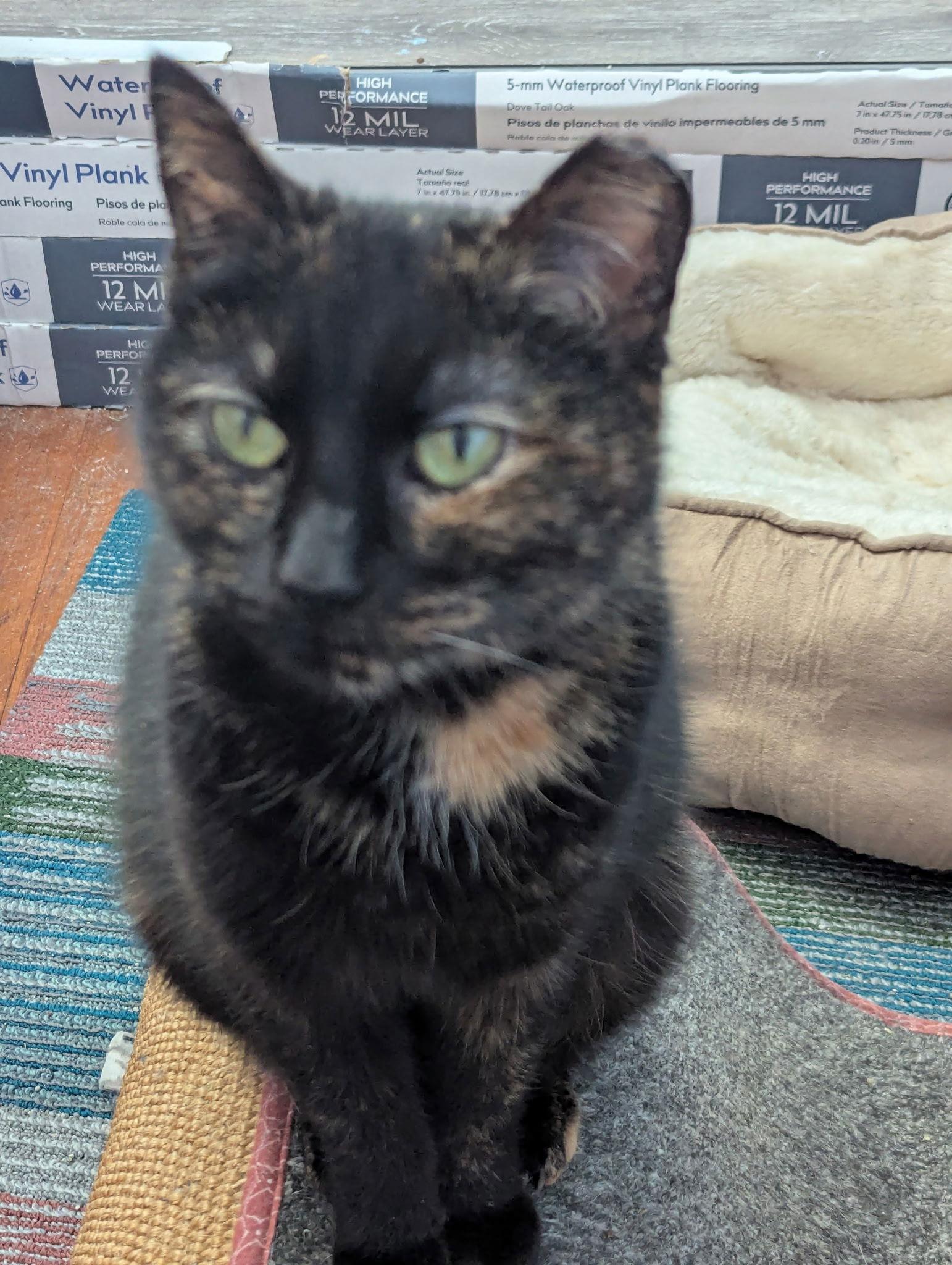 Morticia, Adoptable, Adult Female Domestic Short Hair.