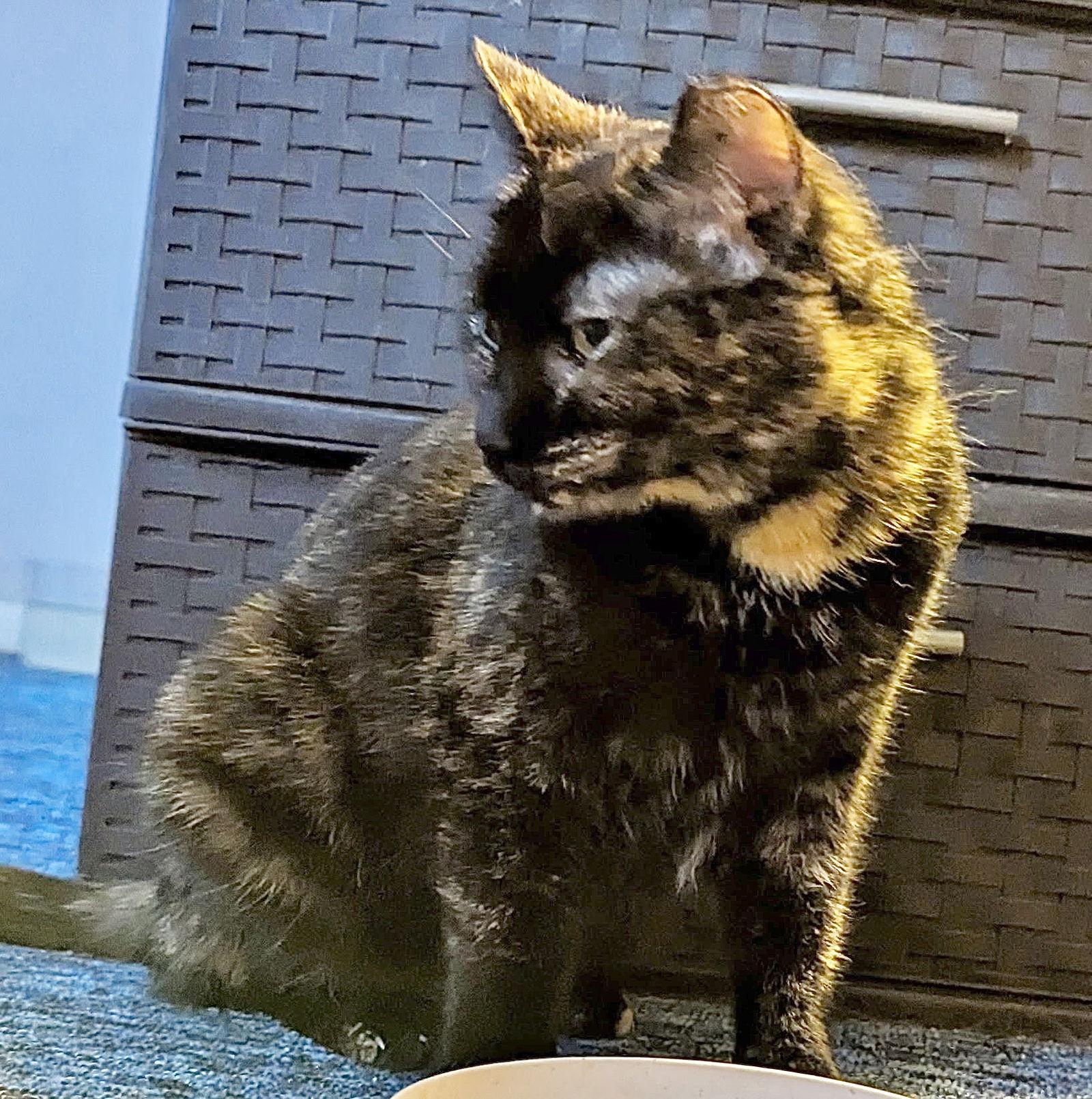 Morticia, Adoptable, Adult Female Domestic Short Hair.