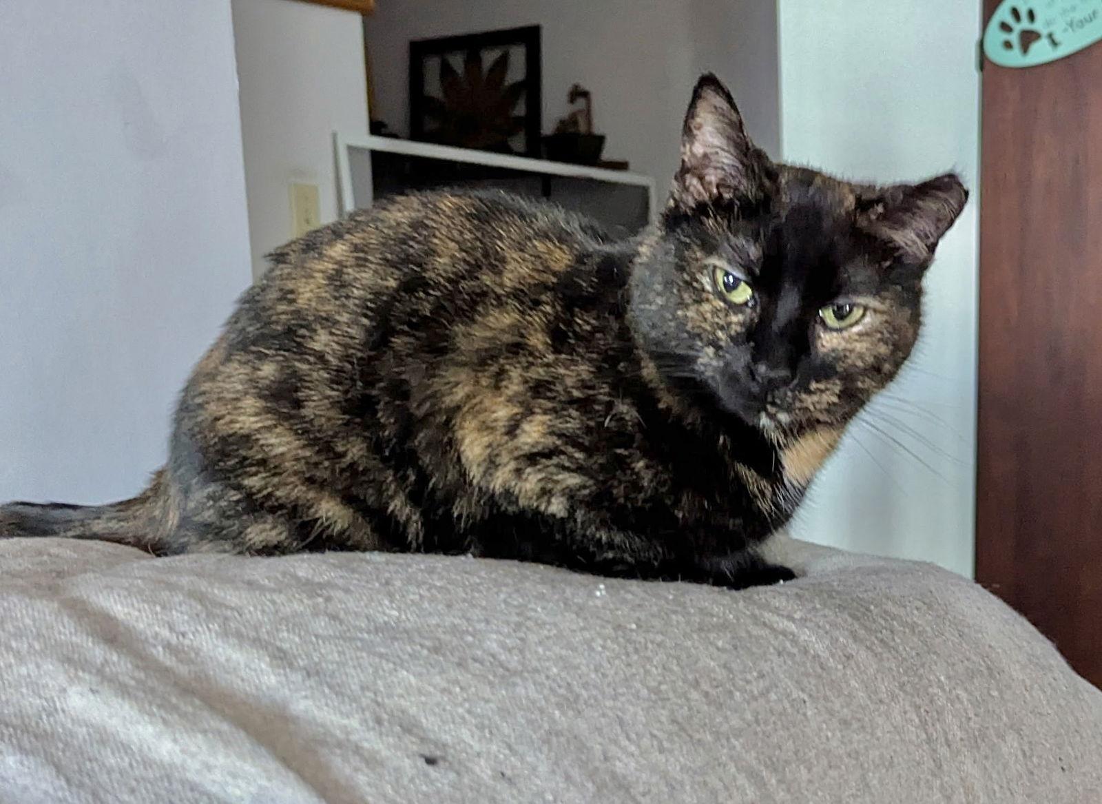 Morticia, a Adoptable Domestic Short Hair in Harrisburg, PA image 3/3