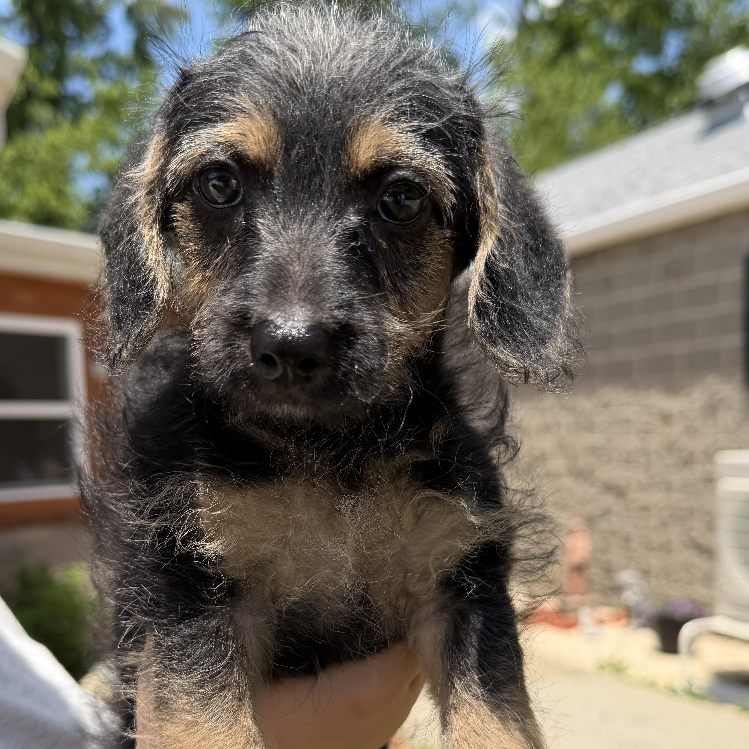 Ralph, adopted, Puppy Male Poodle.