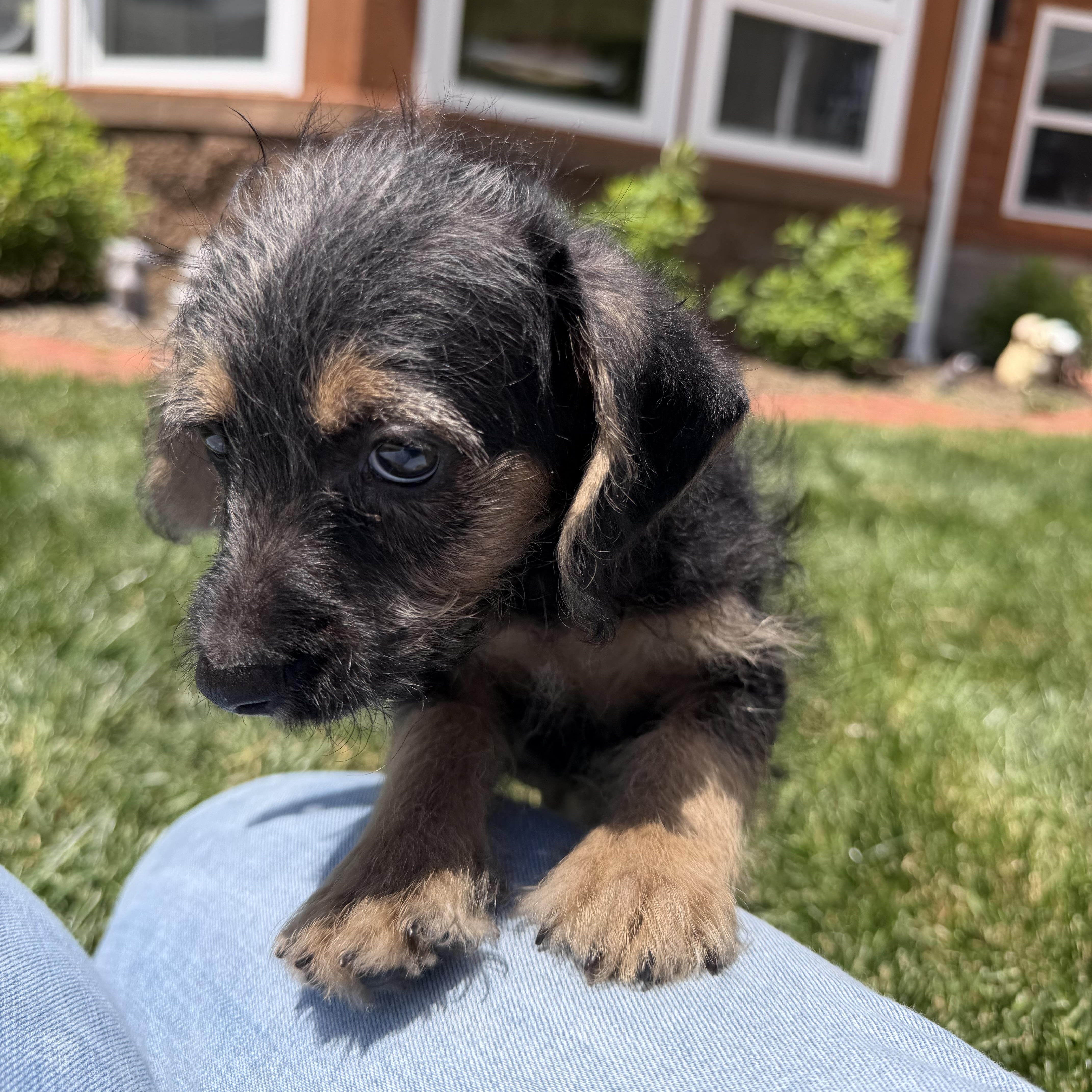 Ralph, an adopted mixed breed in Latrobe, PA image 3/4
