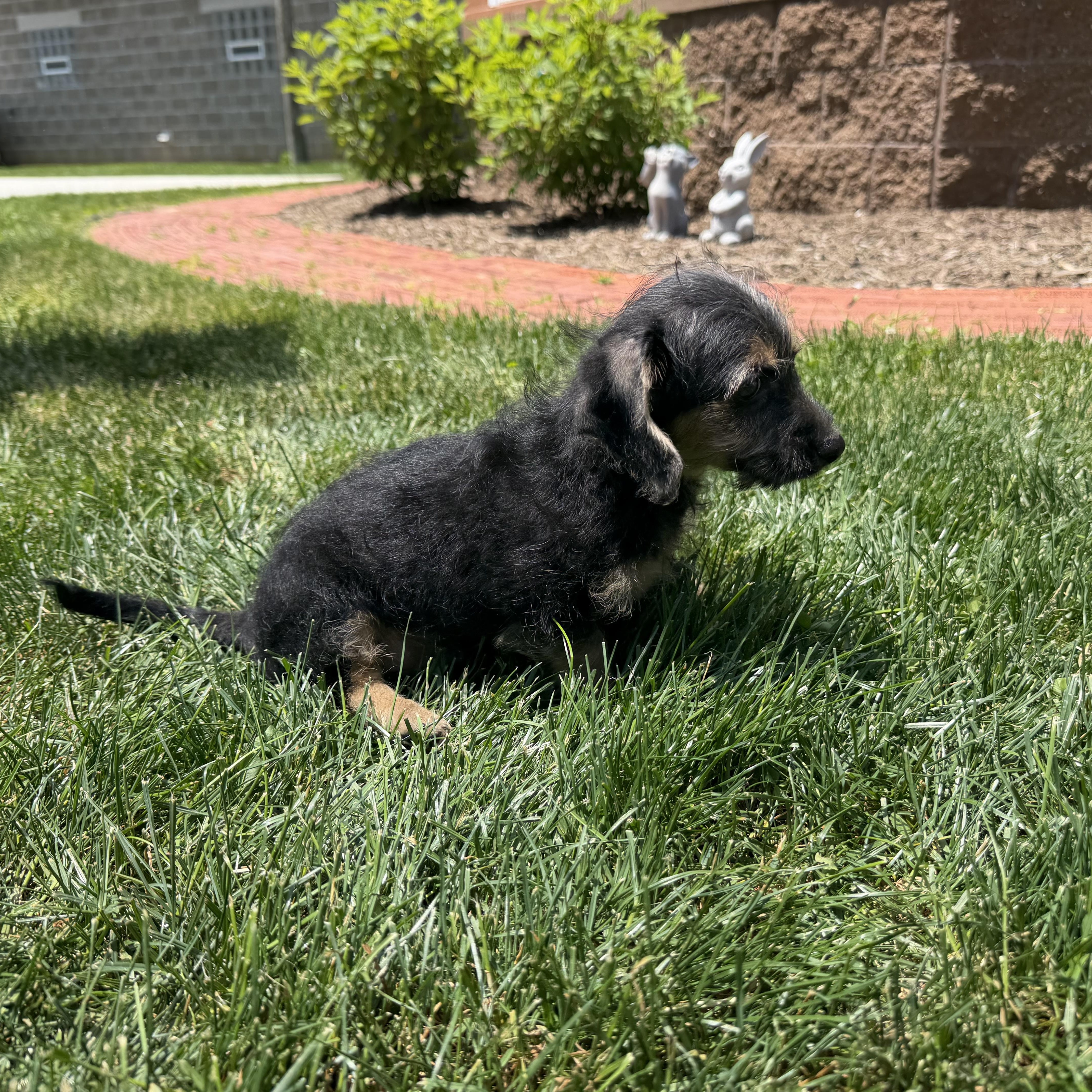 Ralph, an adopted mixed breed in Latrobe, PA image 4/4