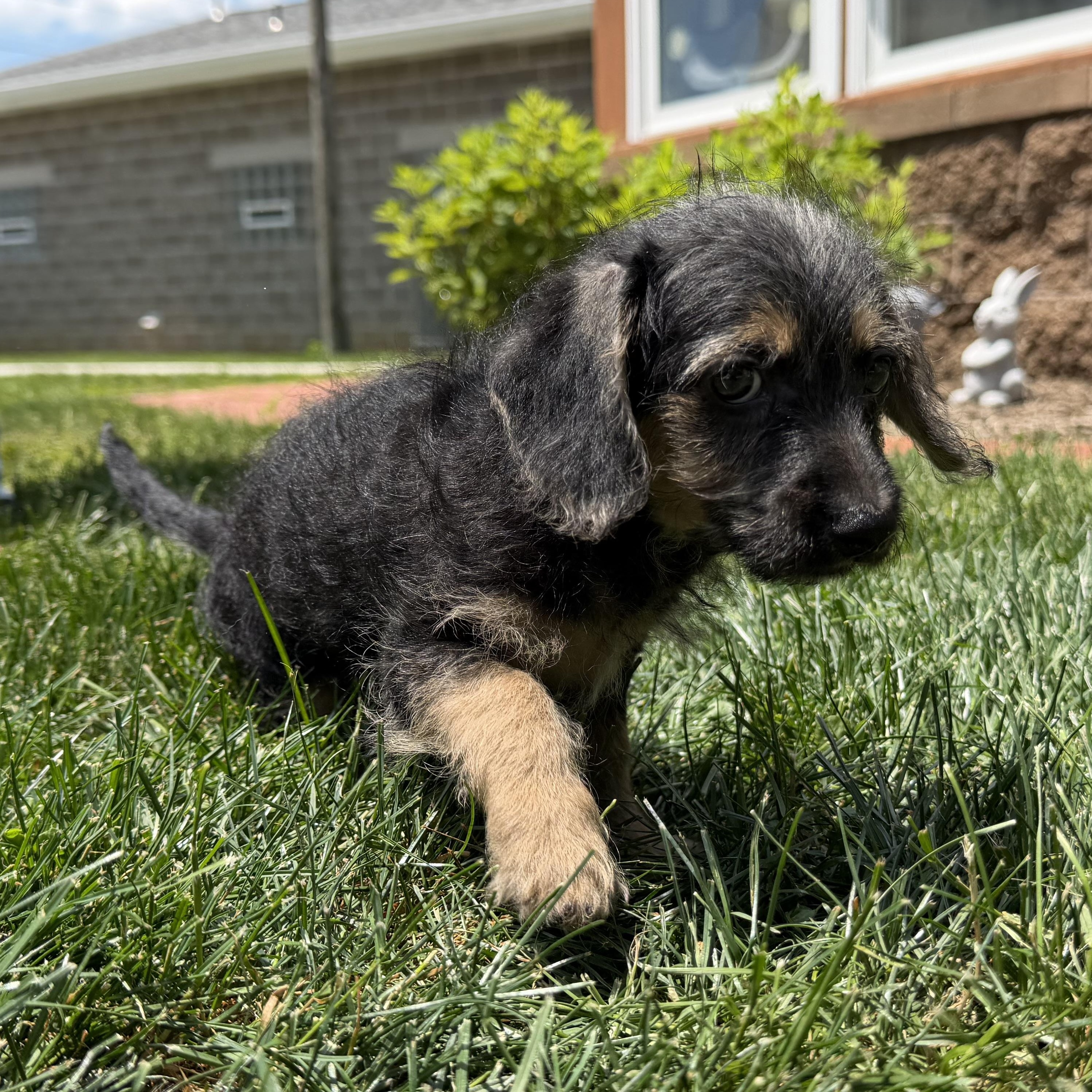 Ralph, an adopted mixed breed in Latrobe, PA image 2/4