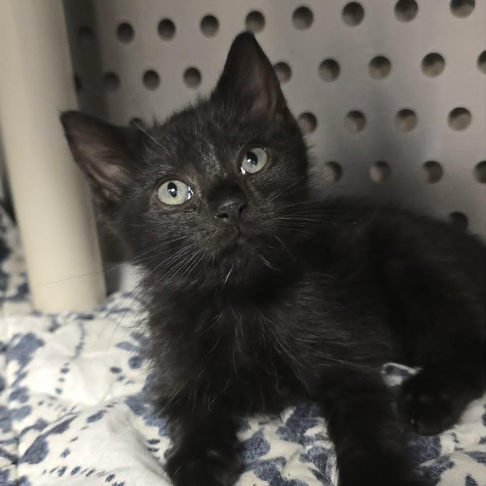 Kiva, Adoptable, Kitten Female Domestic Short Hair.