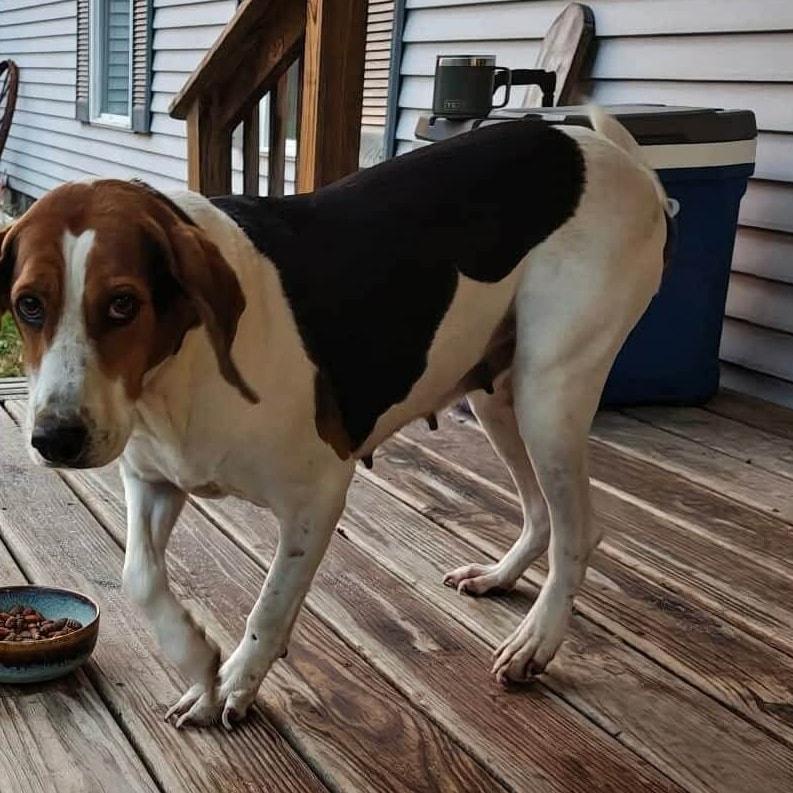 Magic, ADOPTABLE, Adult Female Coonhound.