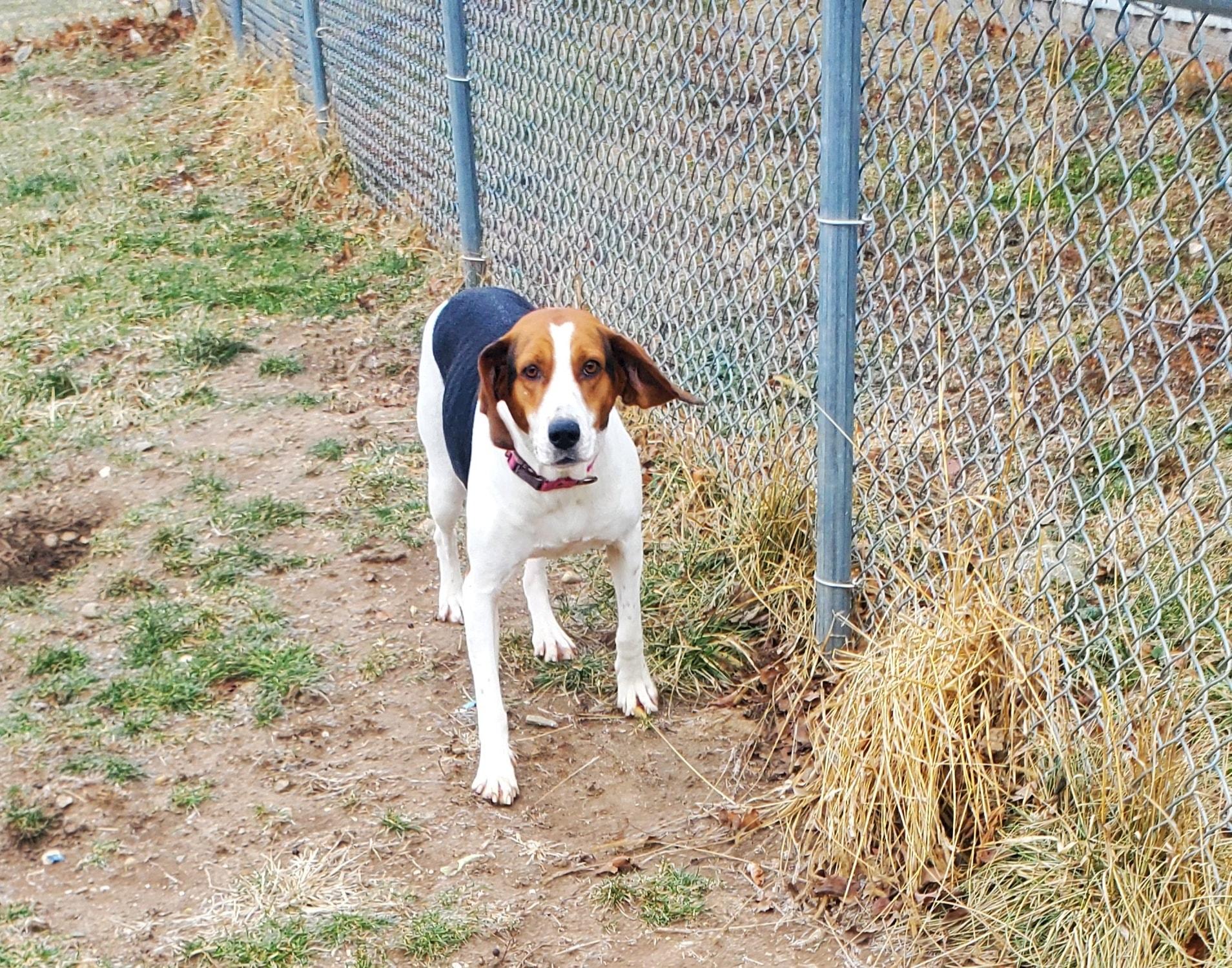 Enlarge Magic, a ADOPTABLE mixed breed in Attica, IN image 1/2