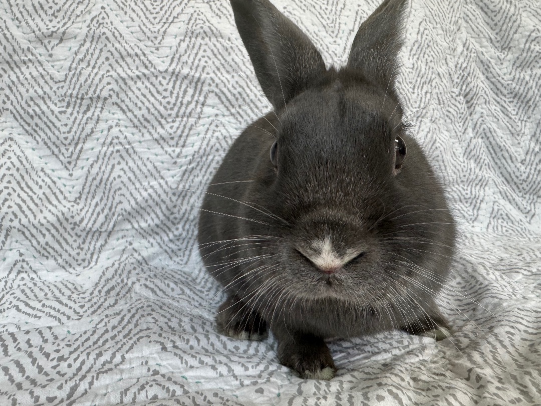 Enlarge Denali, a Adopted Dwarf in Waldwick, NJ image 1/5