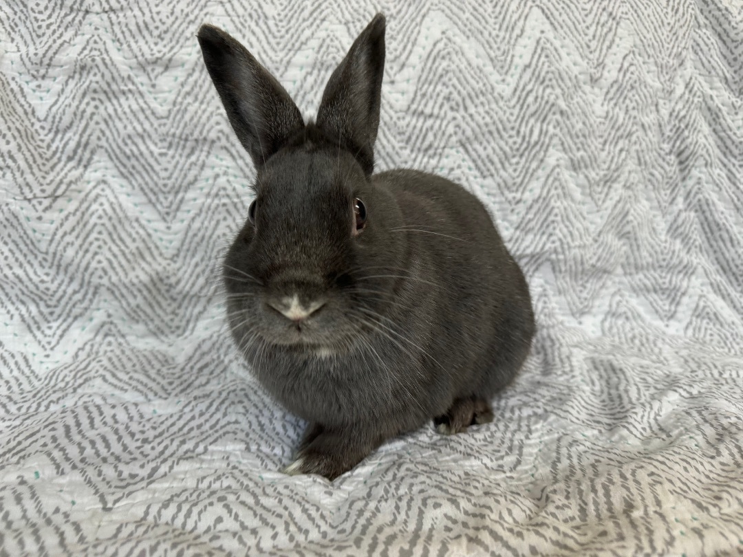 Enlarge Denali, a Adopted Dwarf in Waldwick, NJ image 2/5