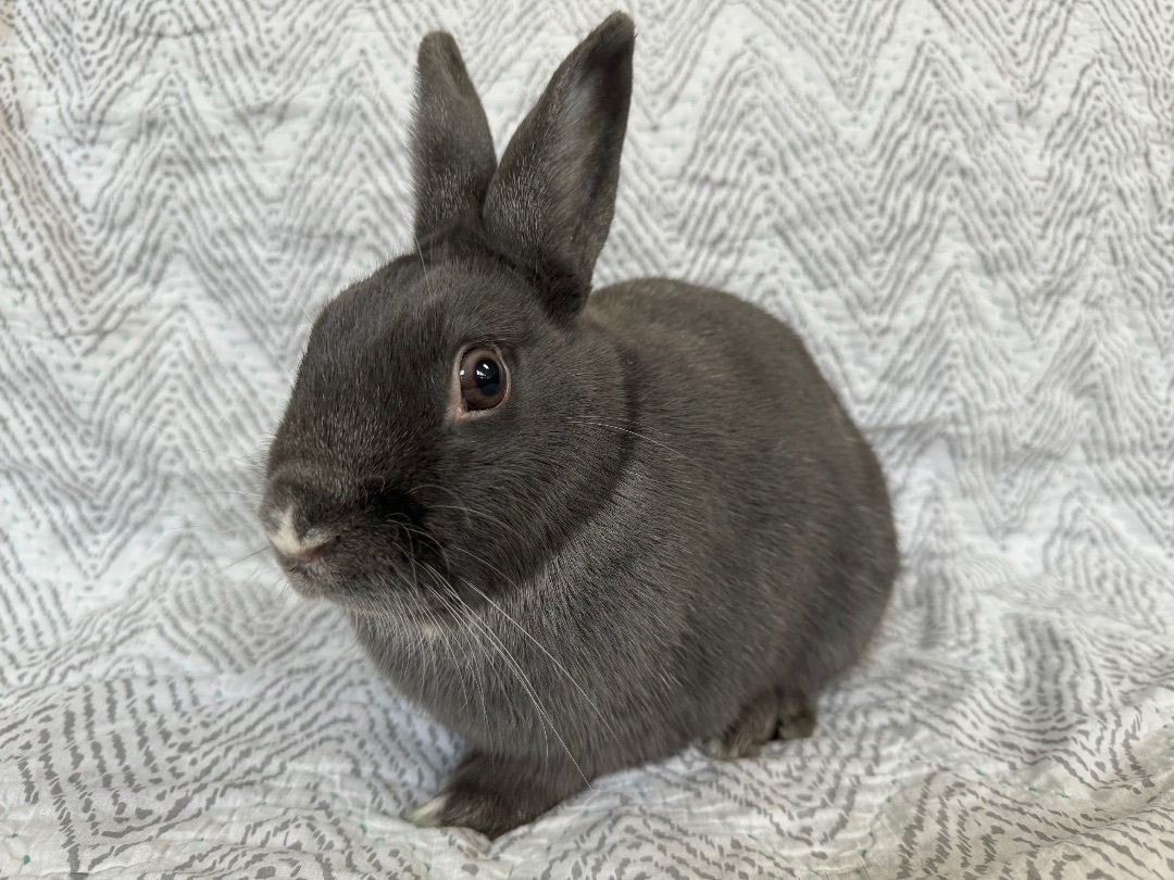 Enlarge Denali, a Adopted Dwarf in Waldwick, NJ image 3/5