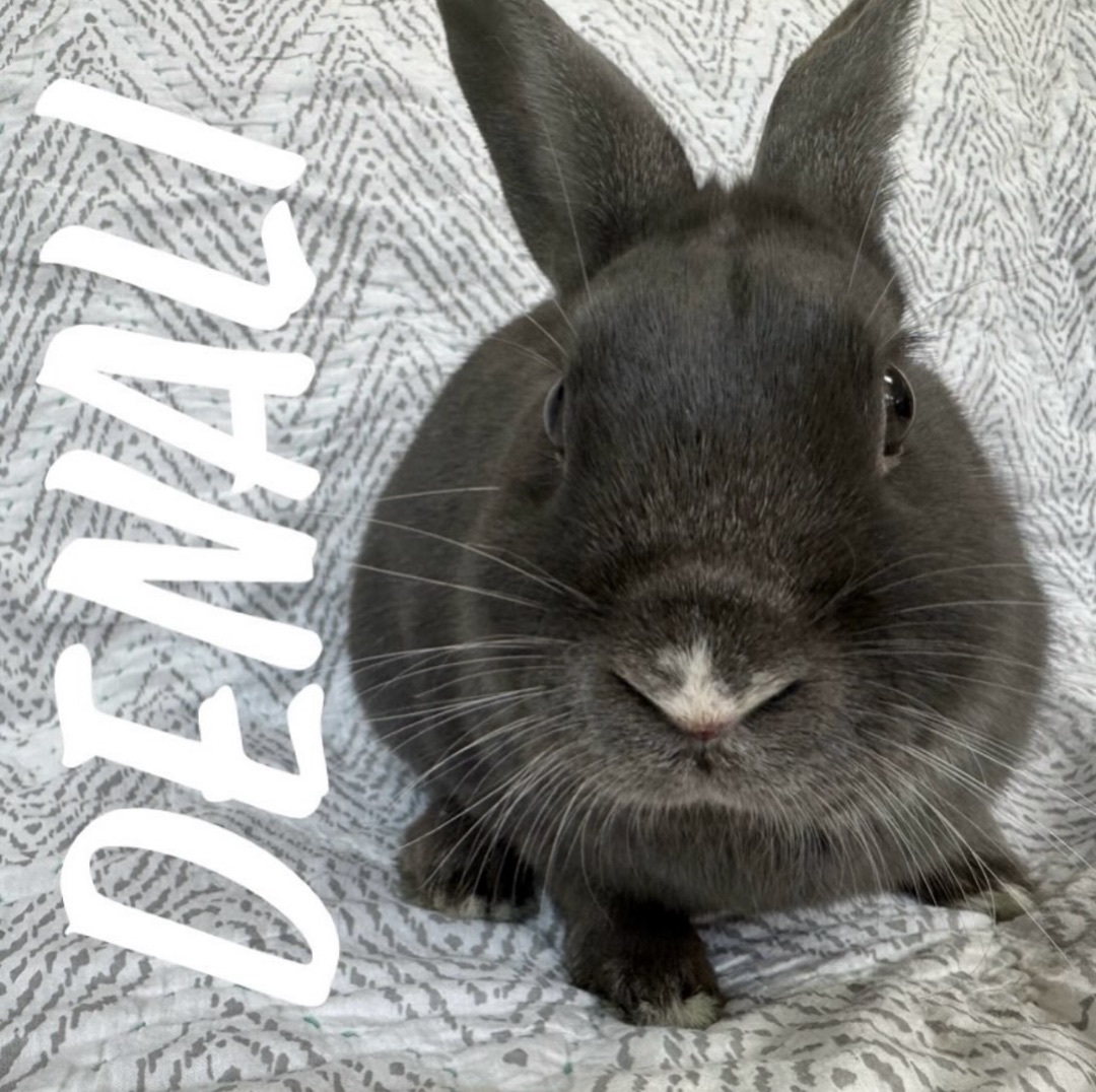Enlarge Denali, a Adopted Dwarf in Waldwick, NJ image 5/5