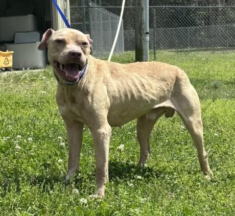 Enlarge Axel, a Adoptable Pit Bull Terrier in Burgaw, NC image 1/3
