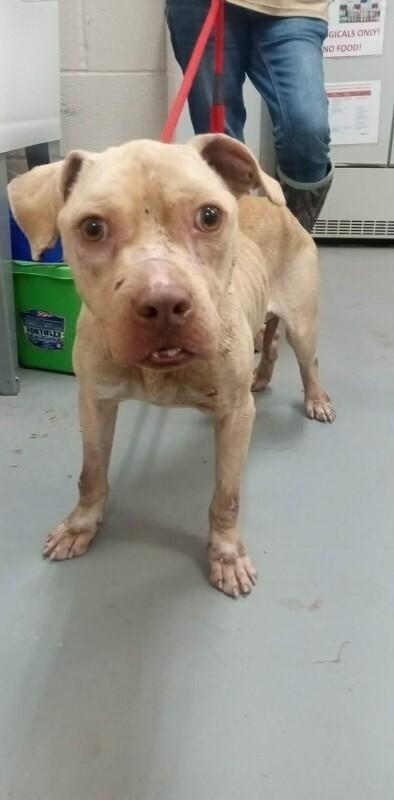 Enlarge Axel, a Adoptable Pit Bull Terrier in Burgaw, NC image 3/3