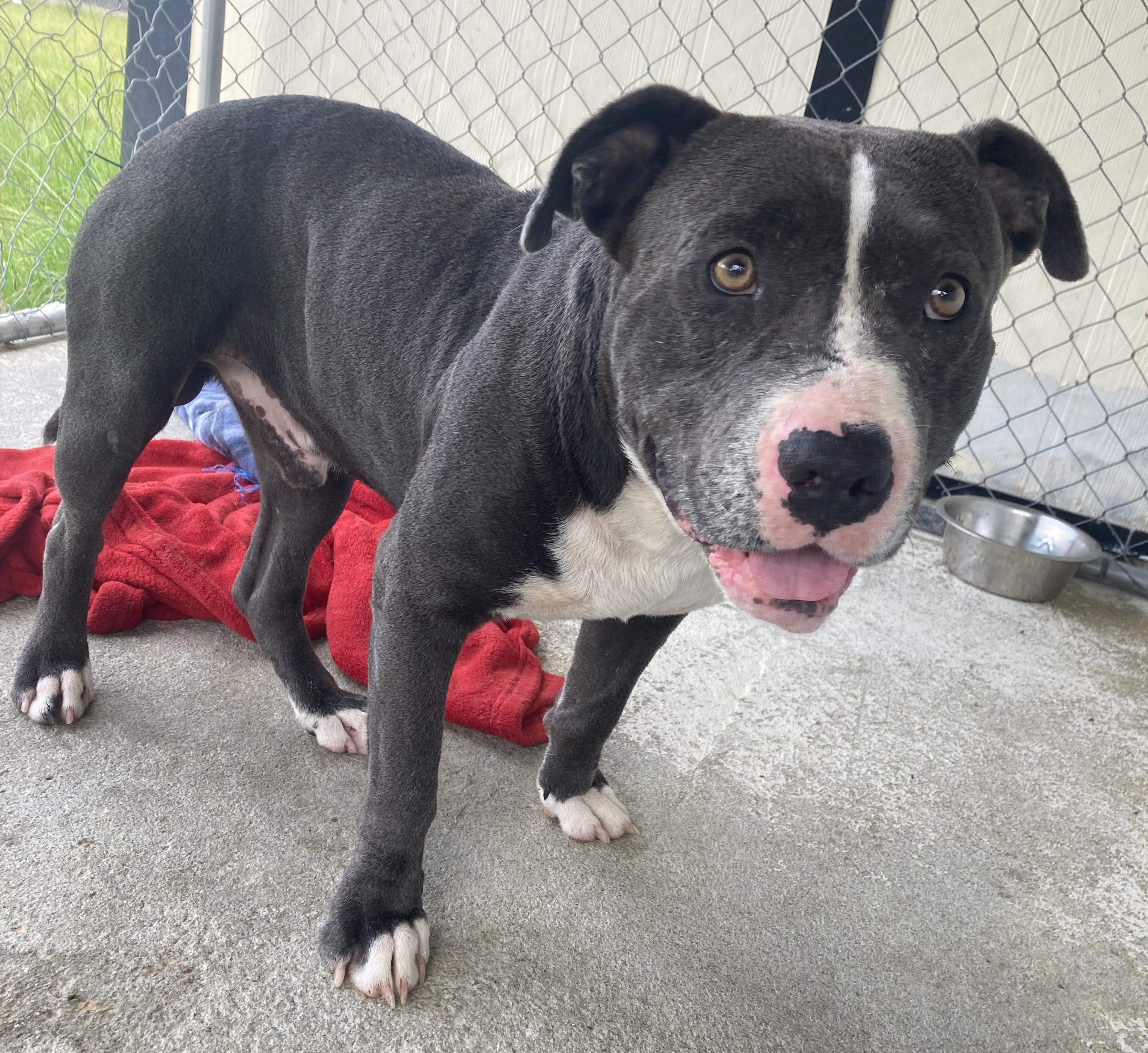 Enlarge Casper, a ADOPTABLE mixed breed in Manning, SC image 1/1