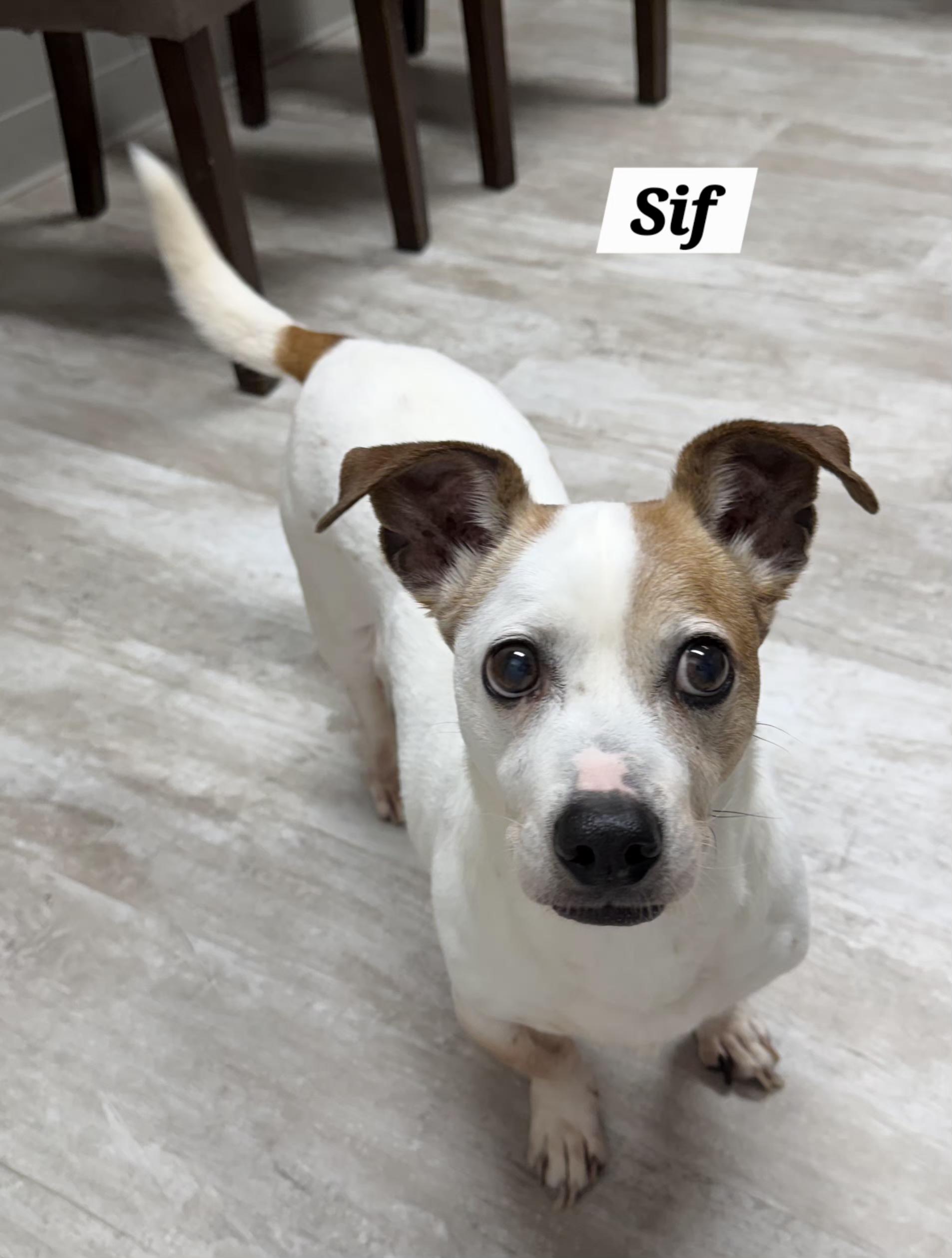 Sif, ADOPTABLE, Senior Male Jack Russell Terrier.