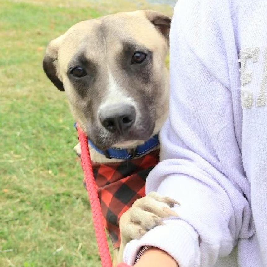 LUDO "In NY: FOSTER or FOREVER HOME NEEDED!", a Adoptable mixed breed in New York, NY image 2/6