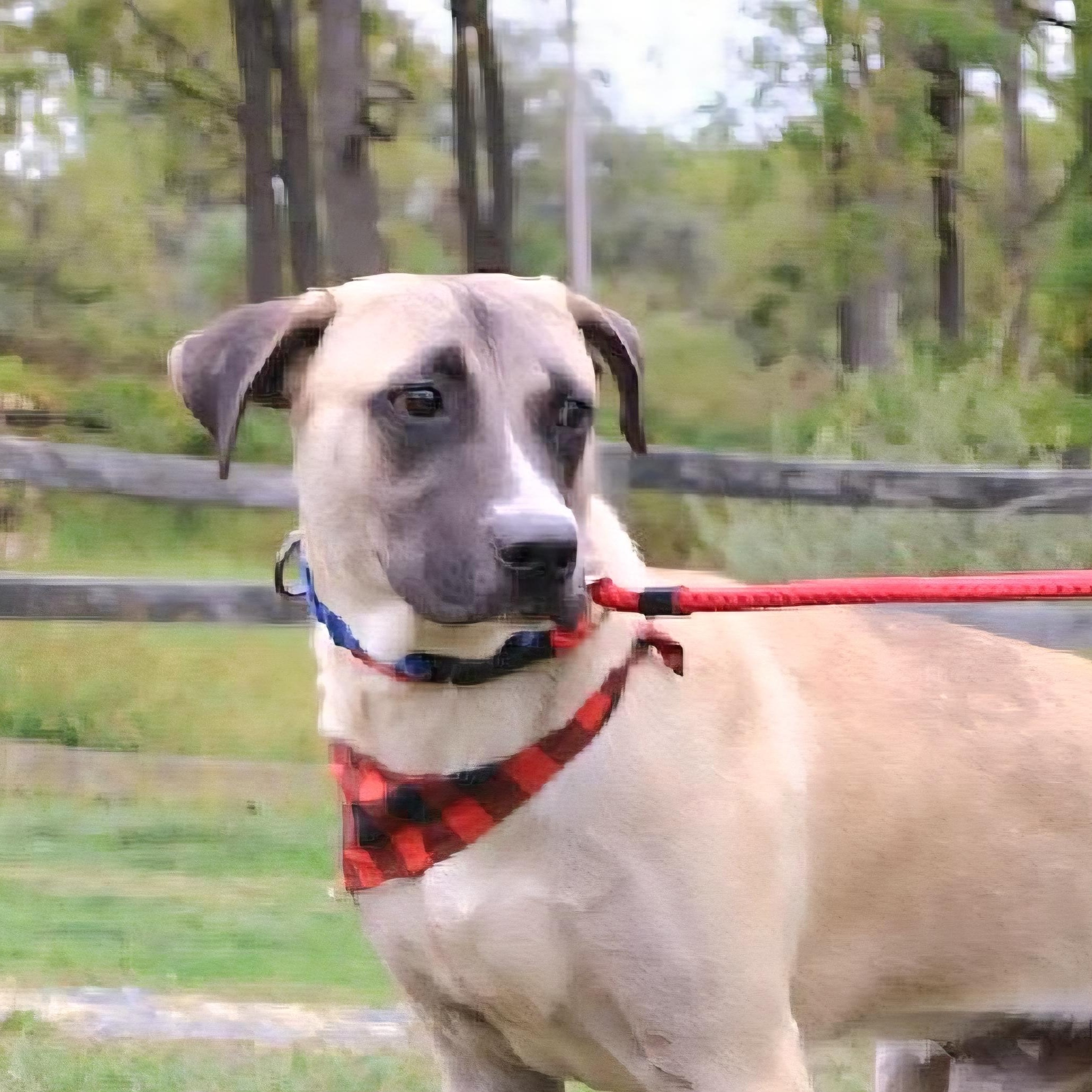 LUDO "In NY: FOSTER or FOREVER HOME NEEDED!", Adoptable, Young Male Anatolian Shepherd & Mixed Breed.