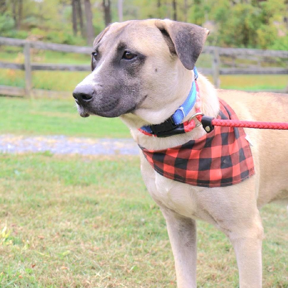 LUDO "In NY: FOSTER or FOREVER HOME NEEDED!", a Adoptable mixed breed in New York, NY image 1/6