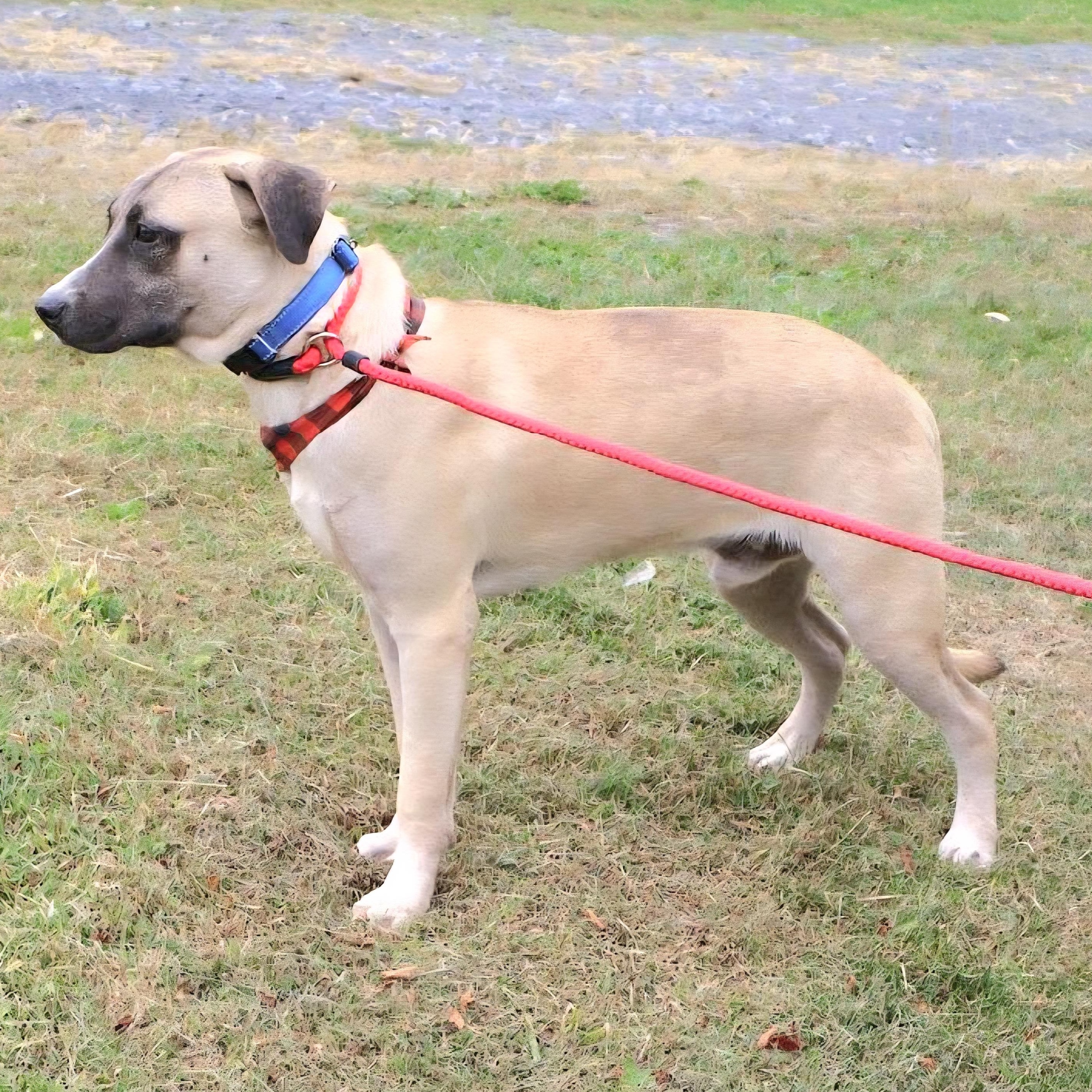 LUDO "In NY: FOSTER or FOREVER HOME NEEDED!", a Adoptable mixed breed in New York, NY image 3/6