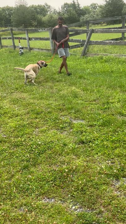 Enlarge LUDO "In NY: FOSTER or FOREVER HOME NEEDED!", a Adoptable mixed breed in New York, NY video 6/6