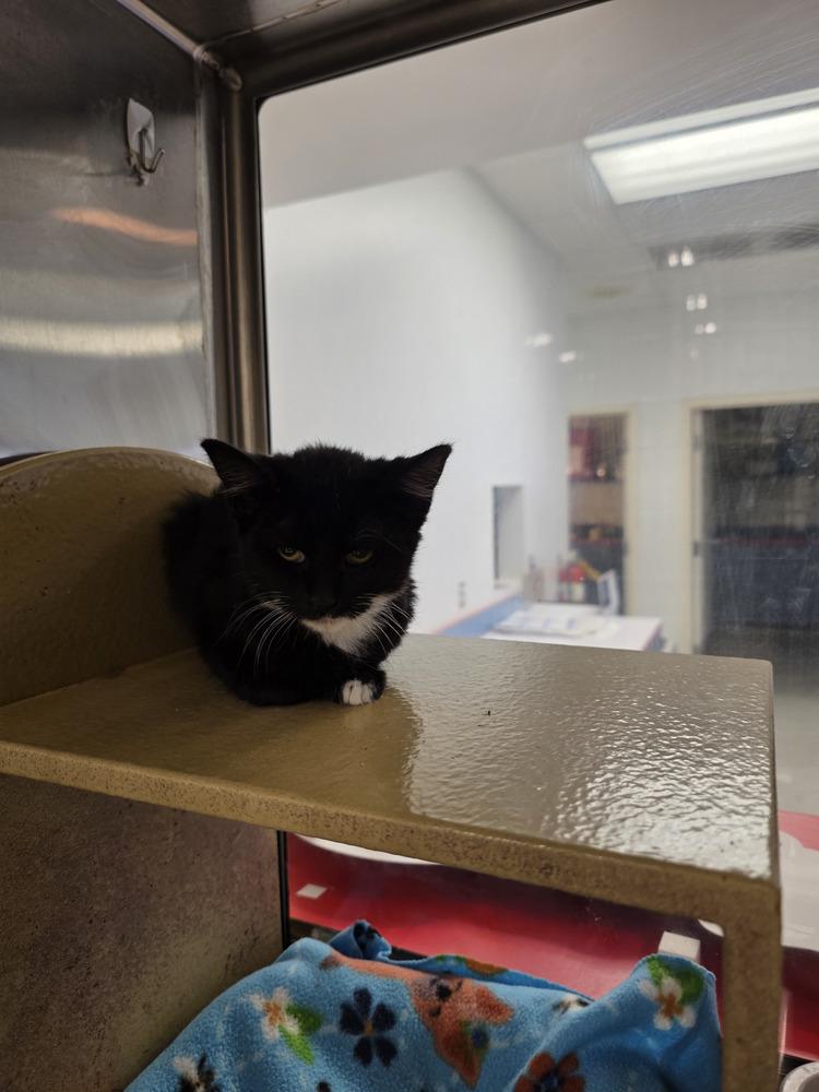 Tina, Adoptable, Kitten Female Domestic Short Hair.