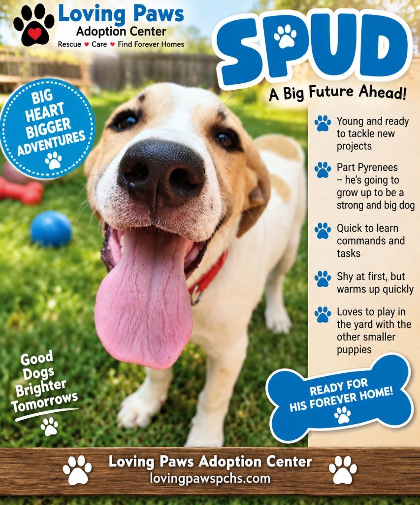 Enlarge Spud, a Adoptable mixed breed in Crocker, MO image 1/3