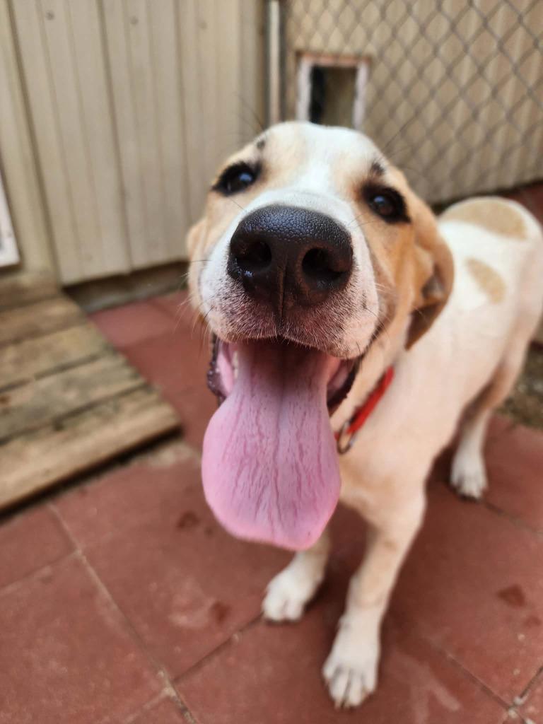 Enlarge Spud, a Adoptable mixed breed in Crocker, MO image 2/3